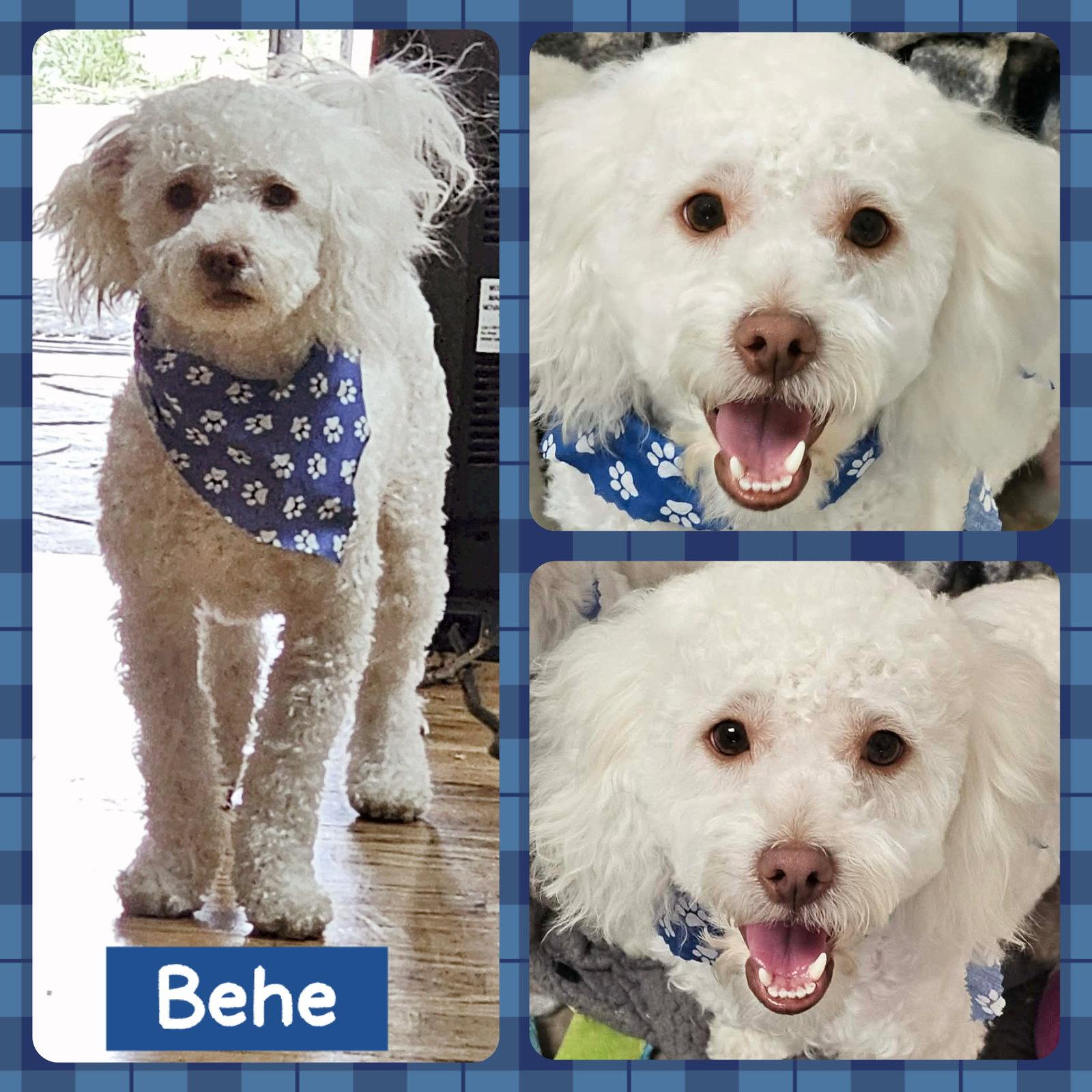Enlarge Behe, a Adoptable mixed breed in Littleton, CO image 2/3