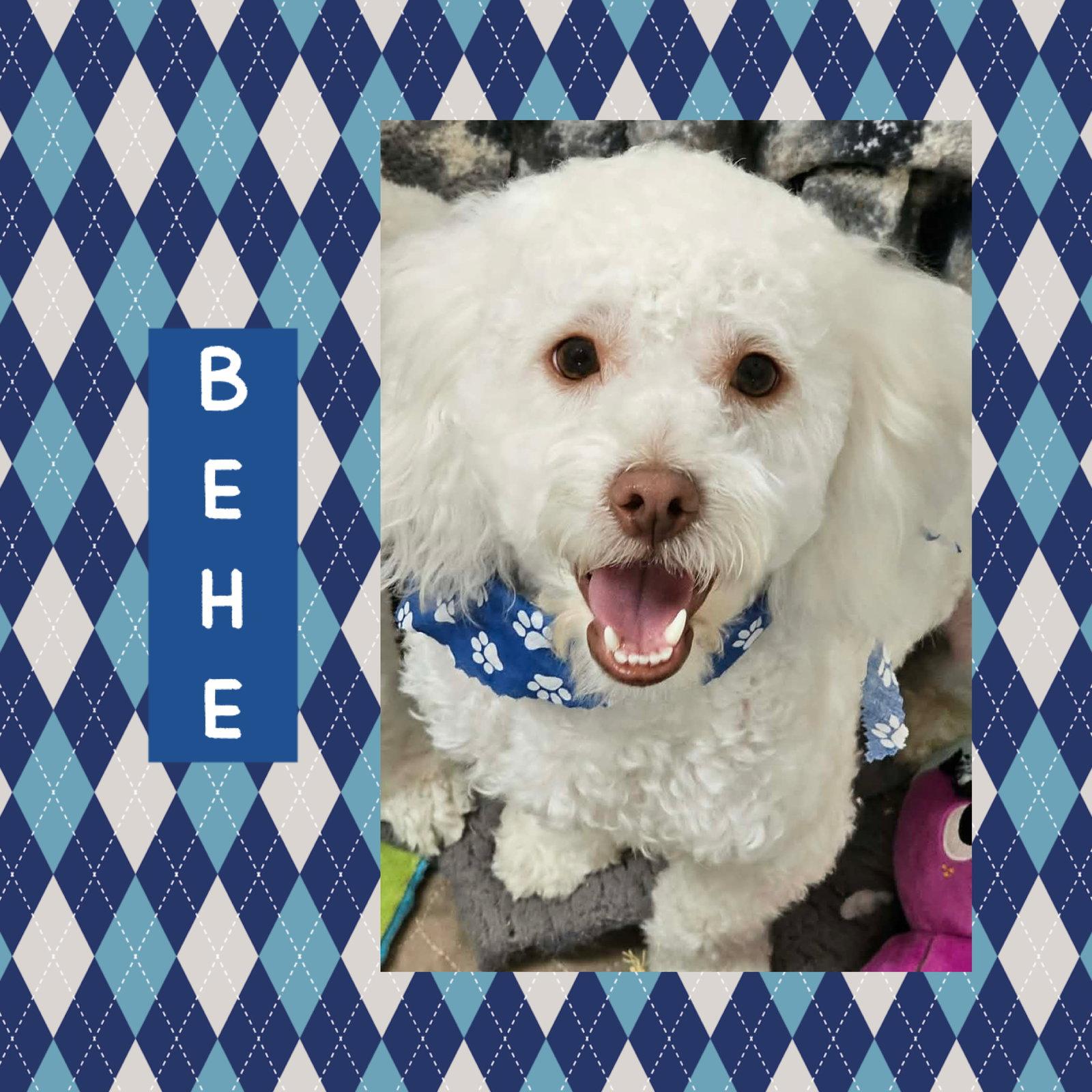 Enlarge Behe, a Adoptable mixed breed in Littleton, CO image 3/3