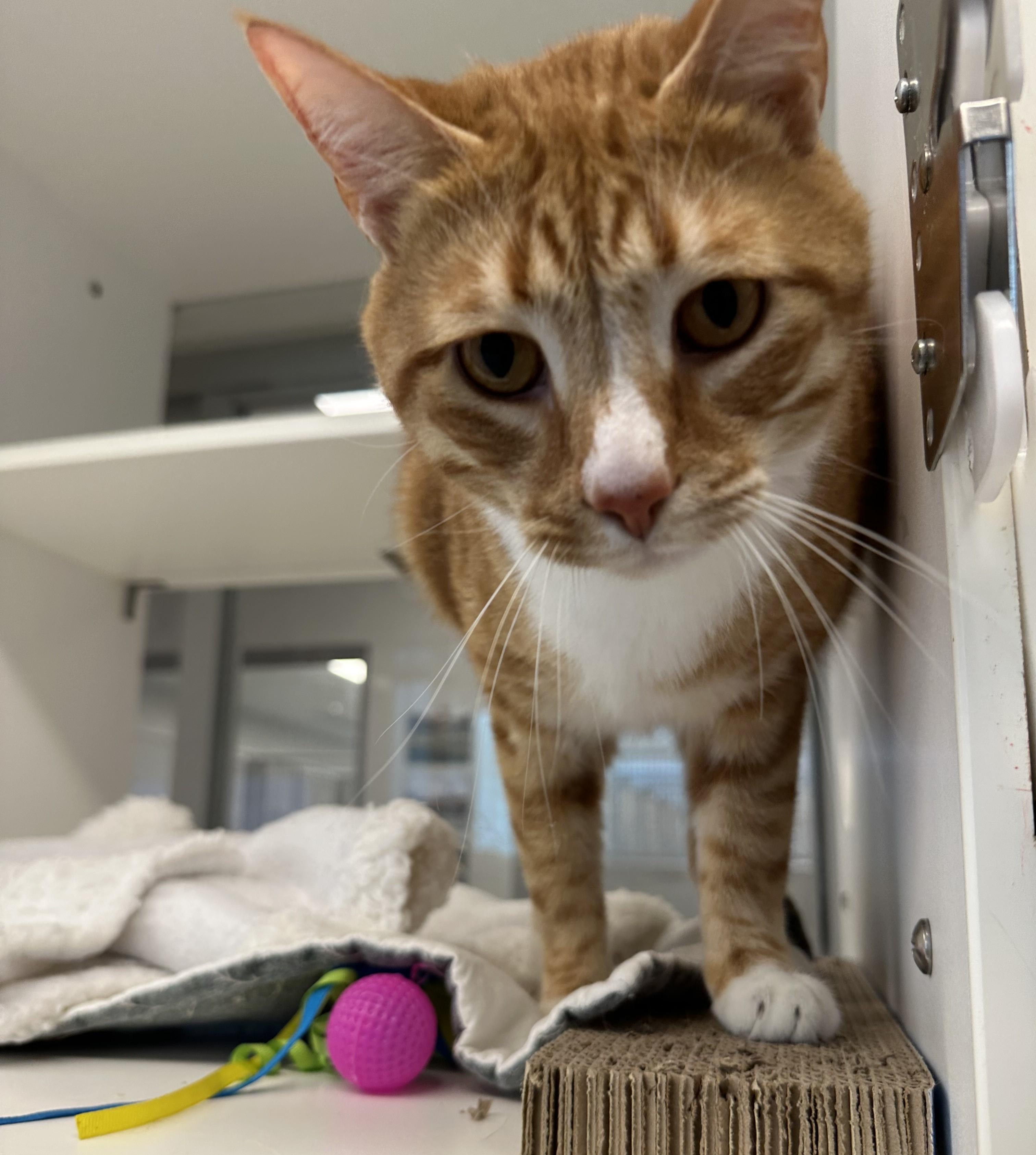 Enlarge Jalapeno (ID 45878), a ADOPTABLE Domestic Short Hair in Manassas, VA image 2/2