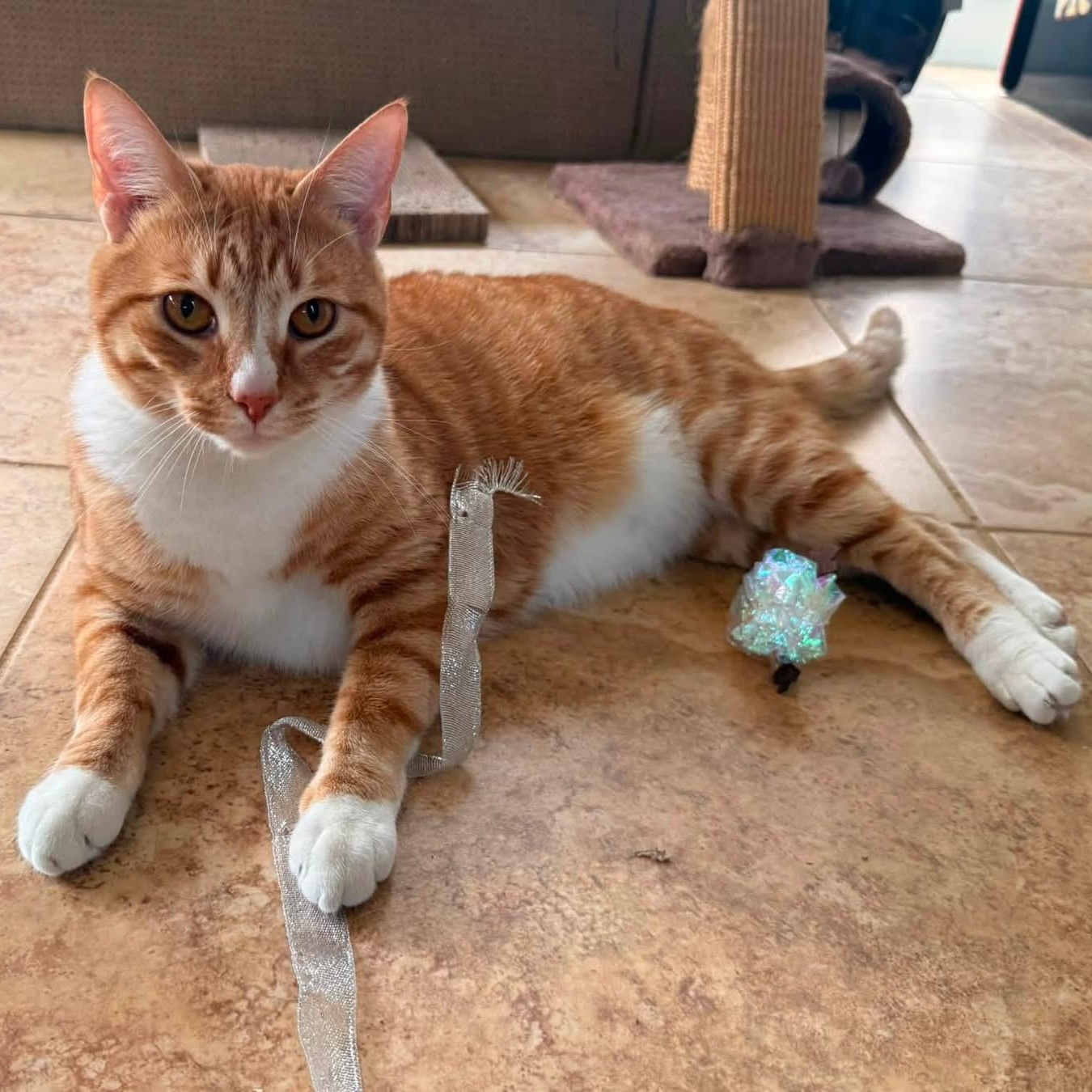 Jalapeno (ID 45878), ADOPTABLE, Adult Male Domestic Short Hair.