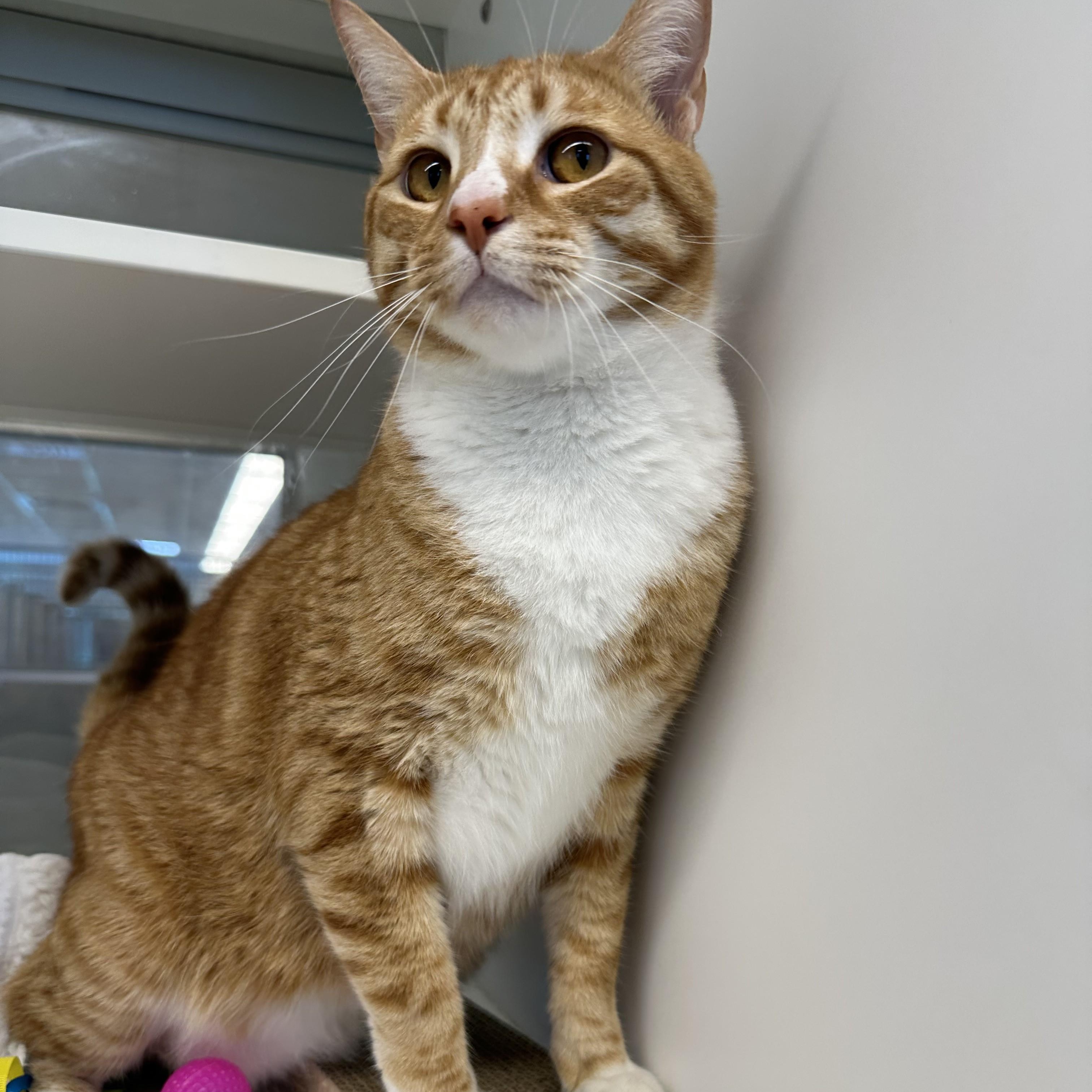 Enlarge Jalapeno (ID 45878), a ADOPTABLE Domestic Short Hair in Manassas, VA image 1/2