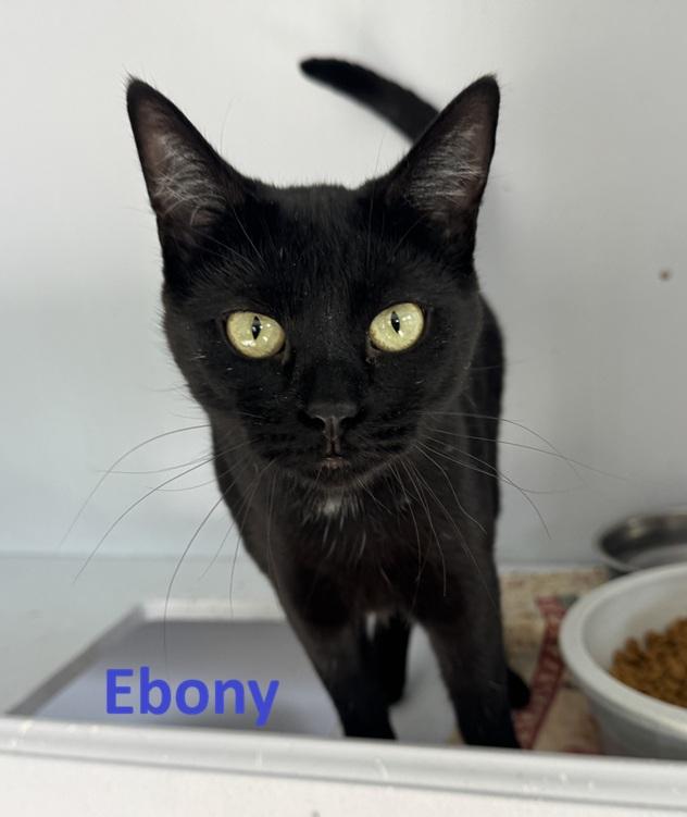 Enlarge Ebony, a ADOPTABLE Domestic Short Hair in Portland, OR image 1/1