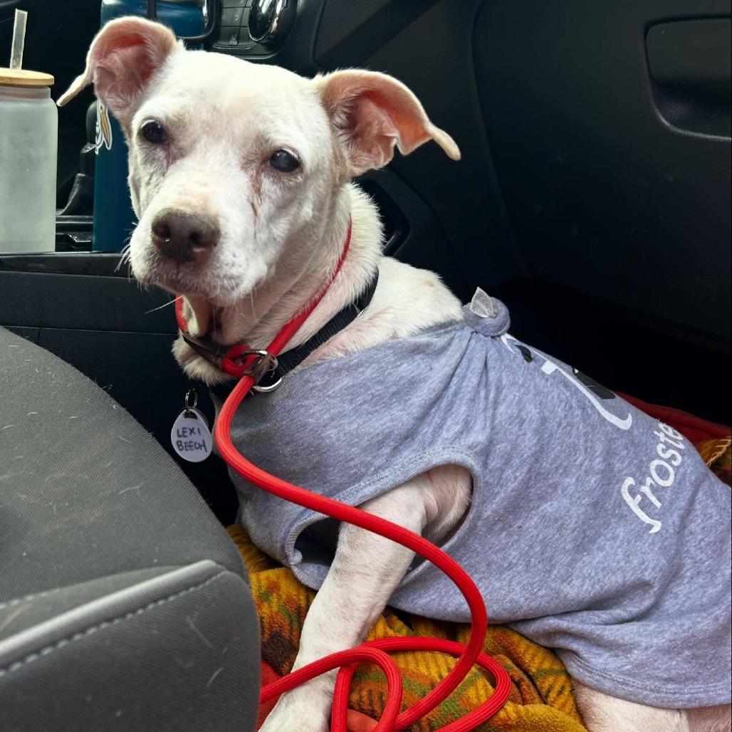 Lexi Beech, Adoptable, Senior Female Beagle.