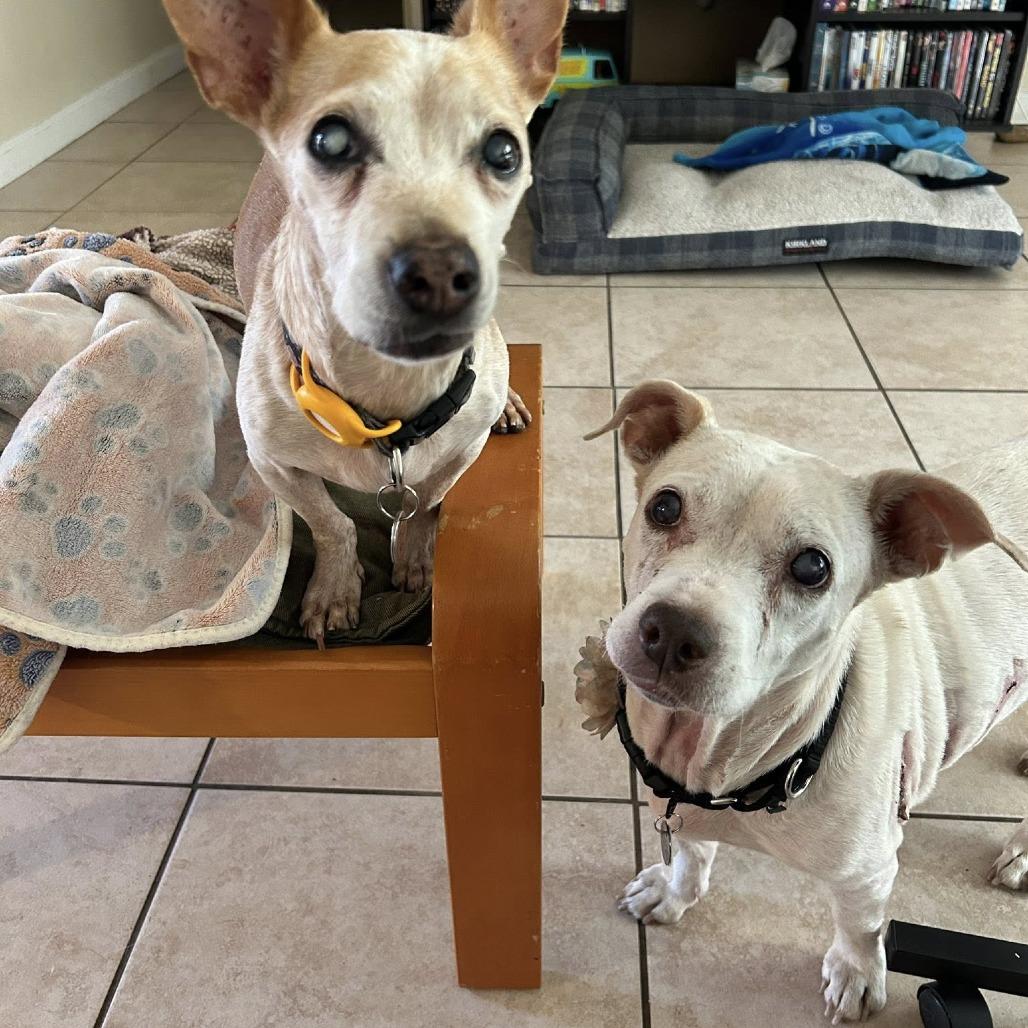 Enlarge Lexi Beech, a Adoptable Beagle in Silver Spring, MD image 2/6