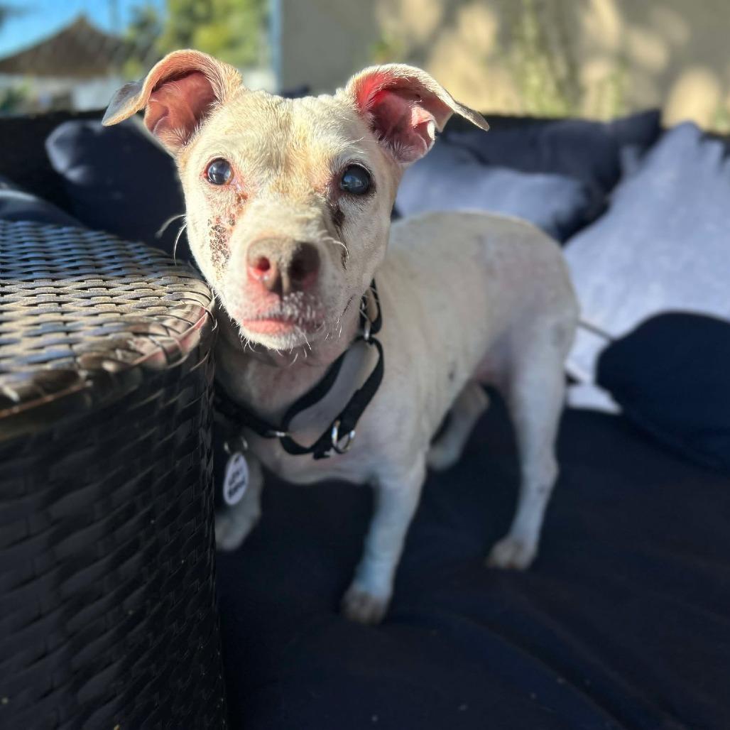 Enlarge Lexi Beech, a Adoptable Beagle in Silver Spring, MD image 3/6