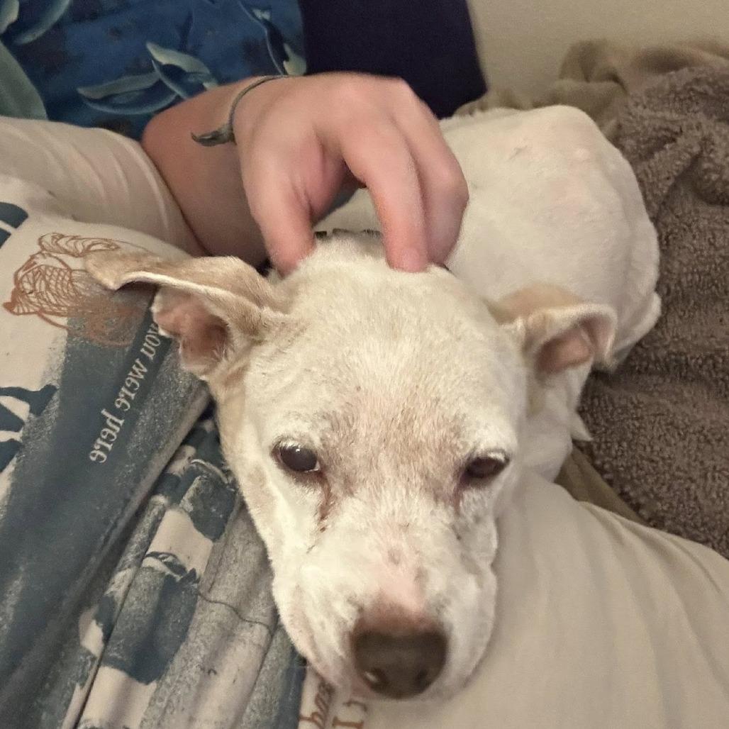 Enlarge Lexi Beech, a Adoptable Beagle in Silver Spring, MD image 5/6