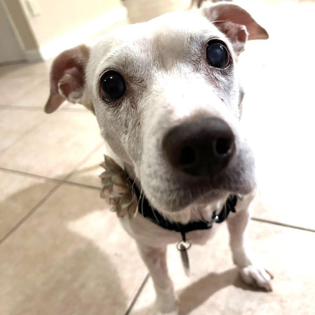 Enlarge Lexi Beech, a Adoptable Beagle in Silver Spring, MD image 6/6