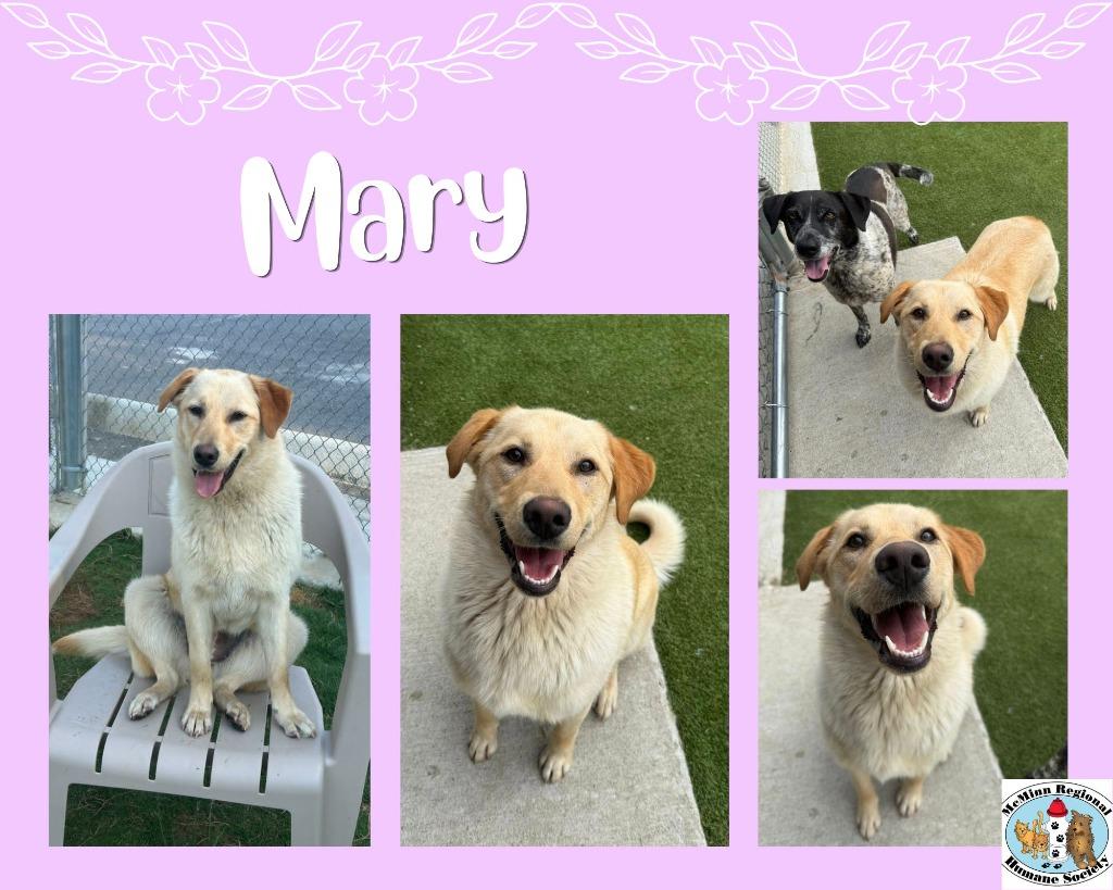 Mary, Adoptable, Young Female Terrier.