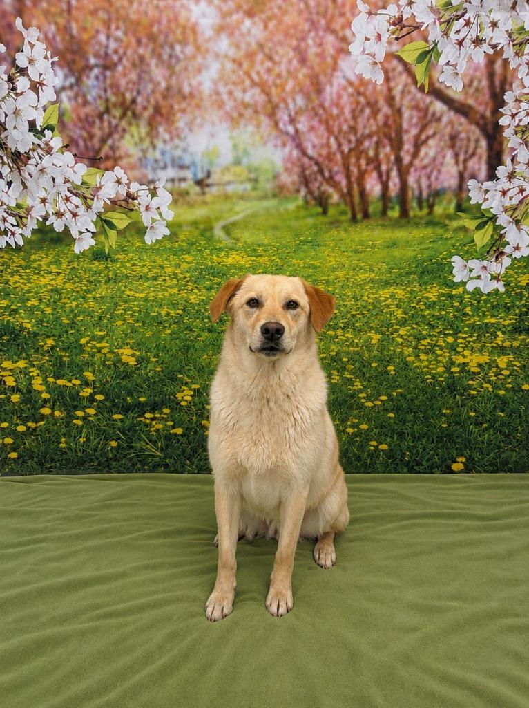 Enlarge Mary, a Adoptable mixed breed in Athens, TN image 2/3