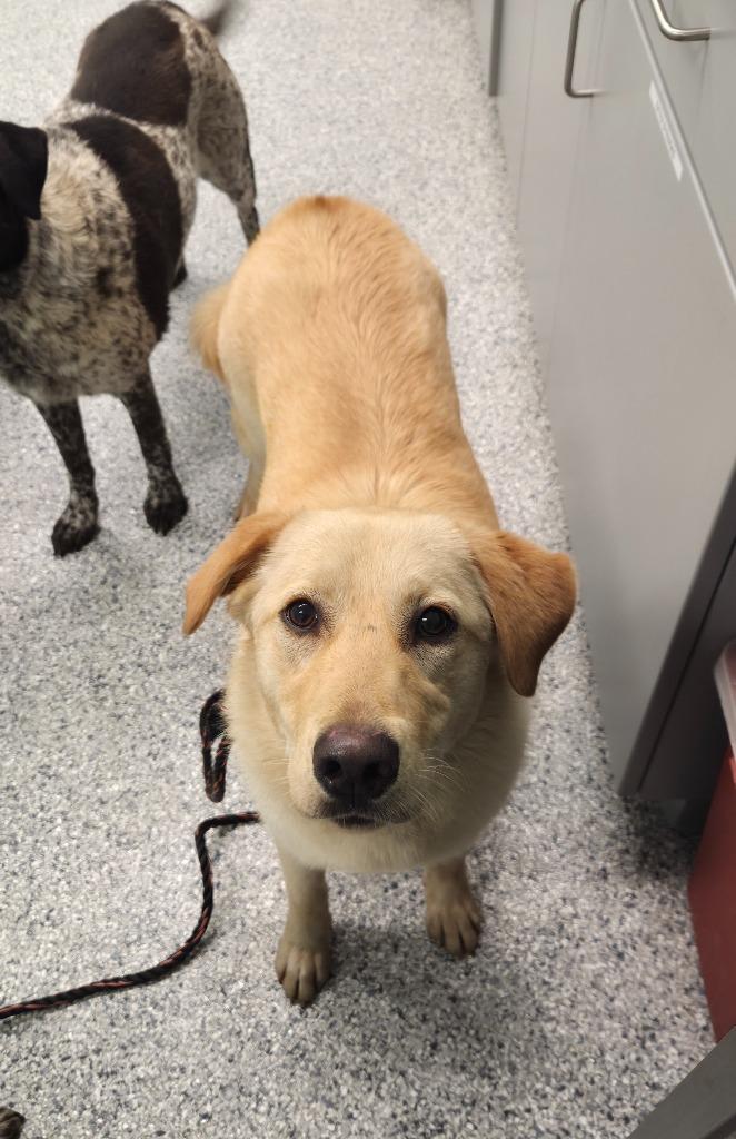 Mary, Adoptable, Young Female Terrier.