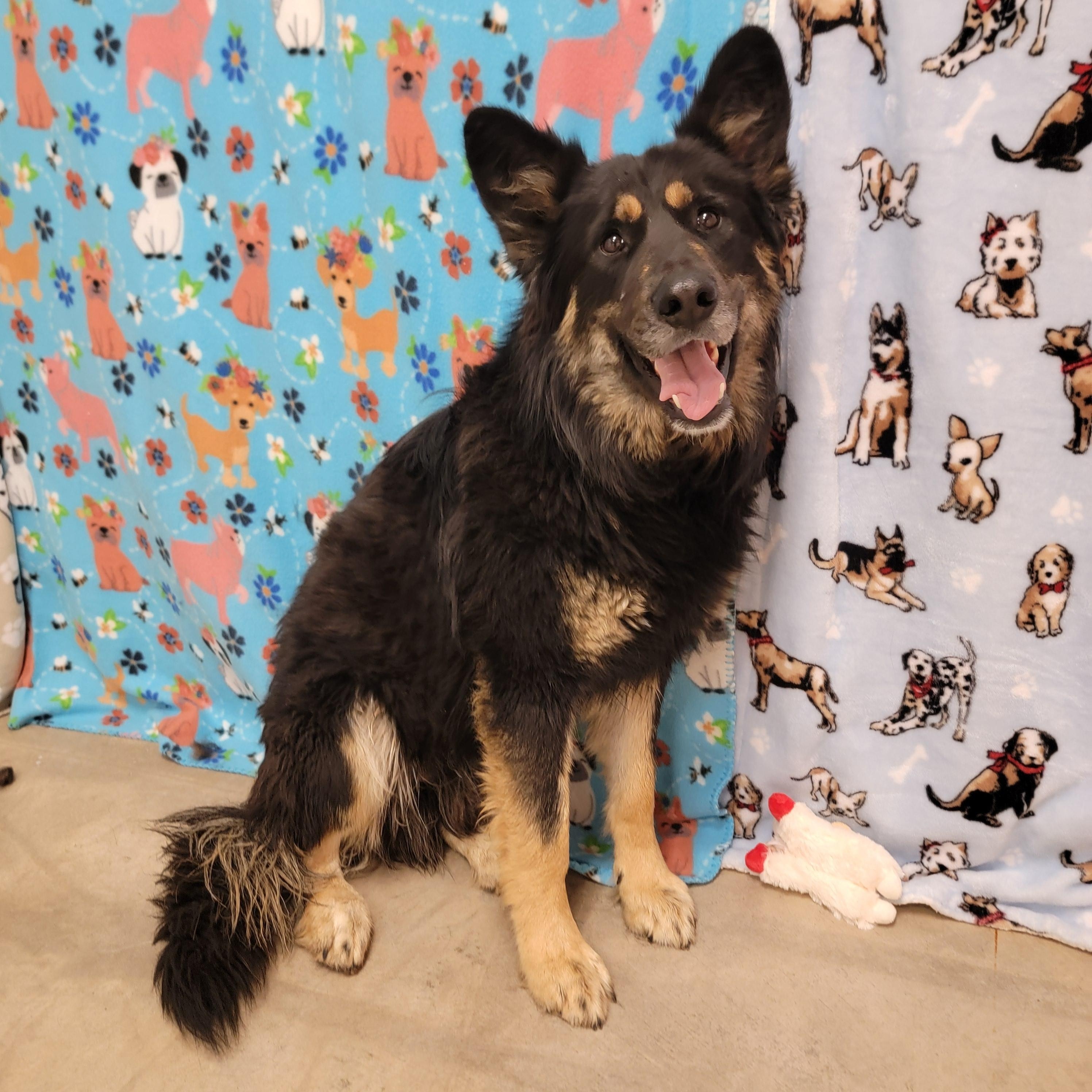 Ricky Bobby, Adult Male Shepherd