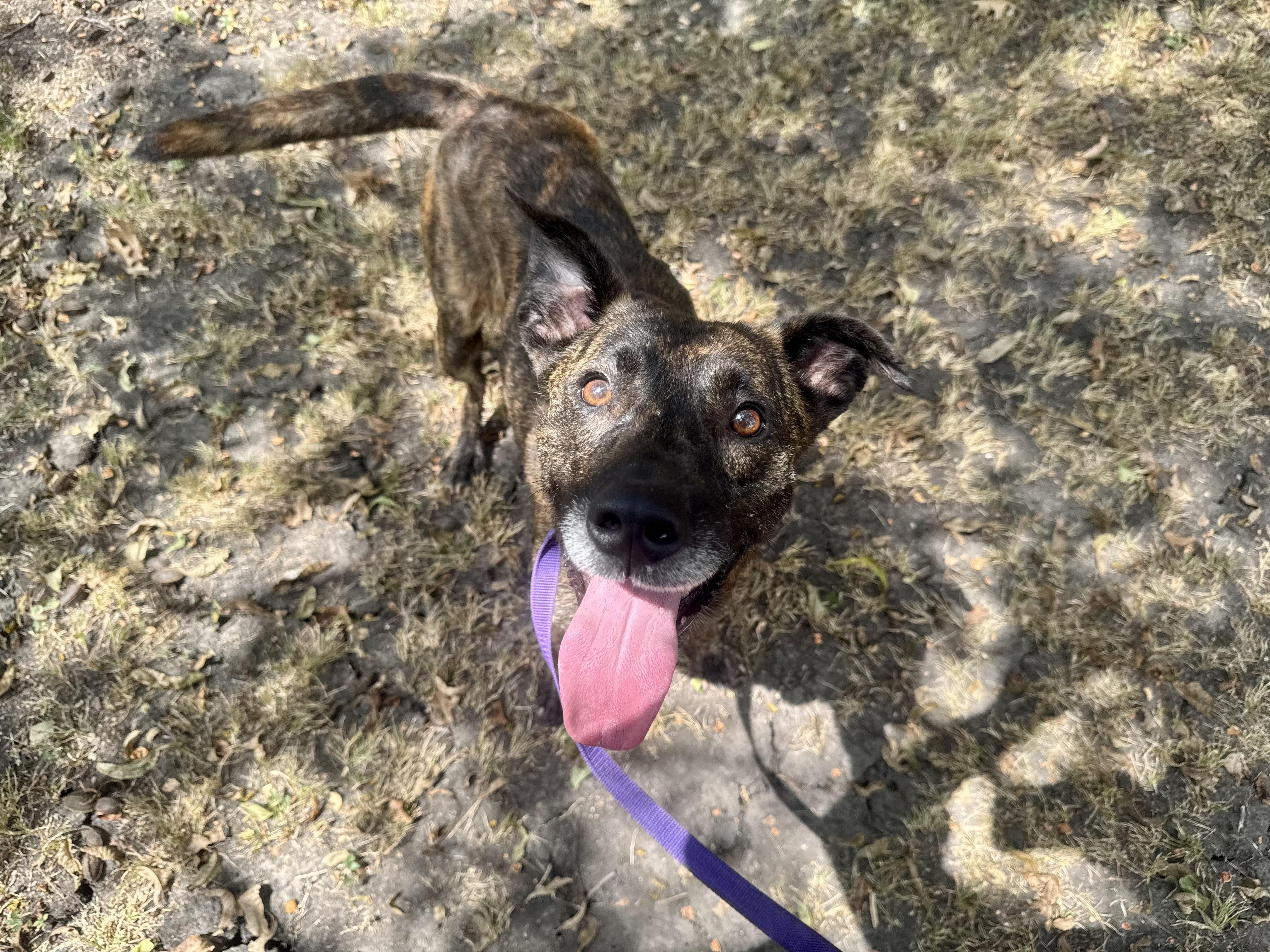 Buster, a ADOPTABLE mixed breed in Sherman, TX image 4/4