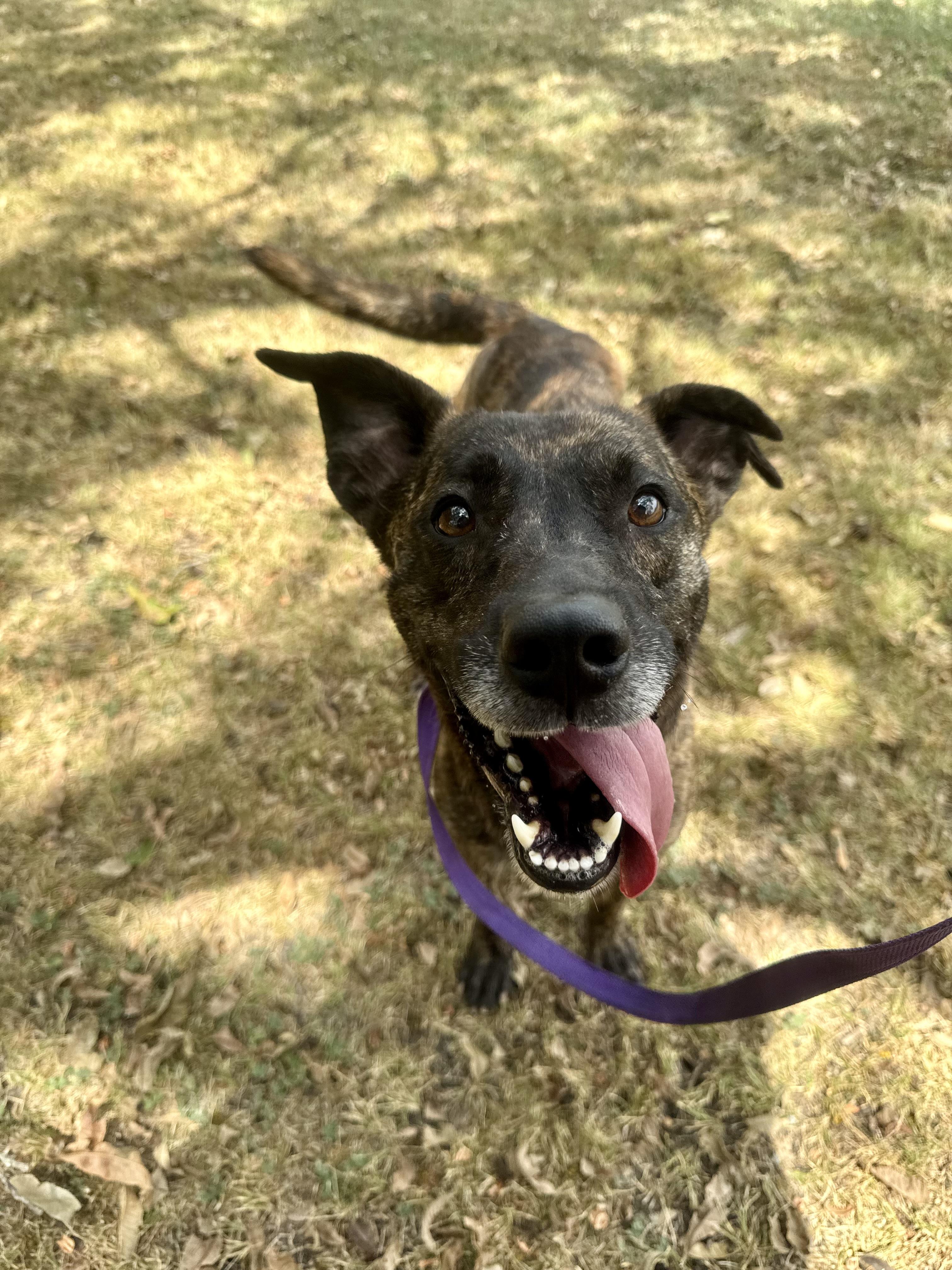 Buster, a ADOPTABLE mixed breed in Sherman, TX image 3/4