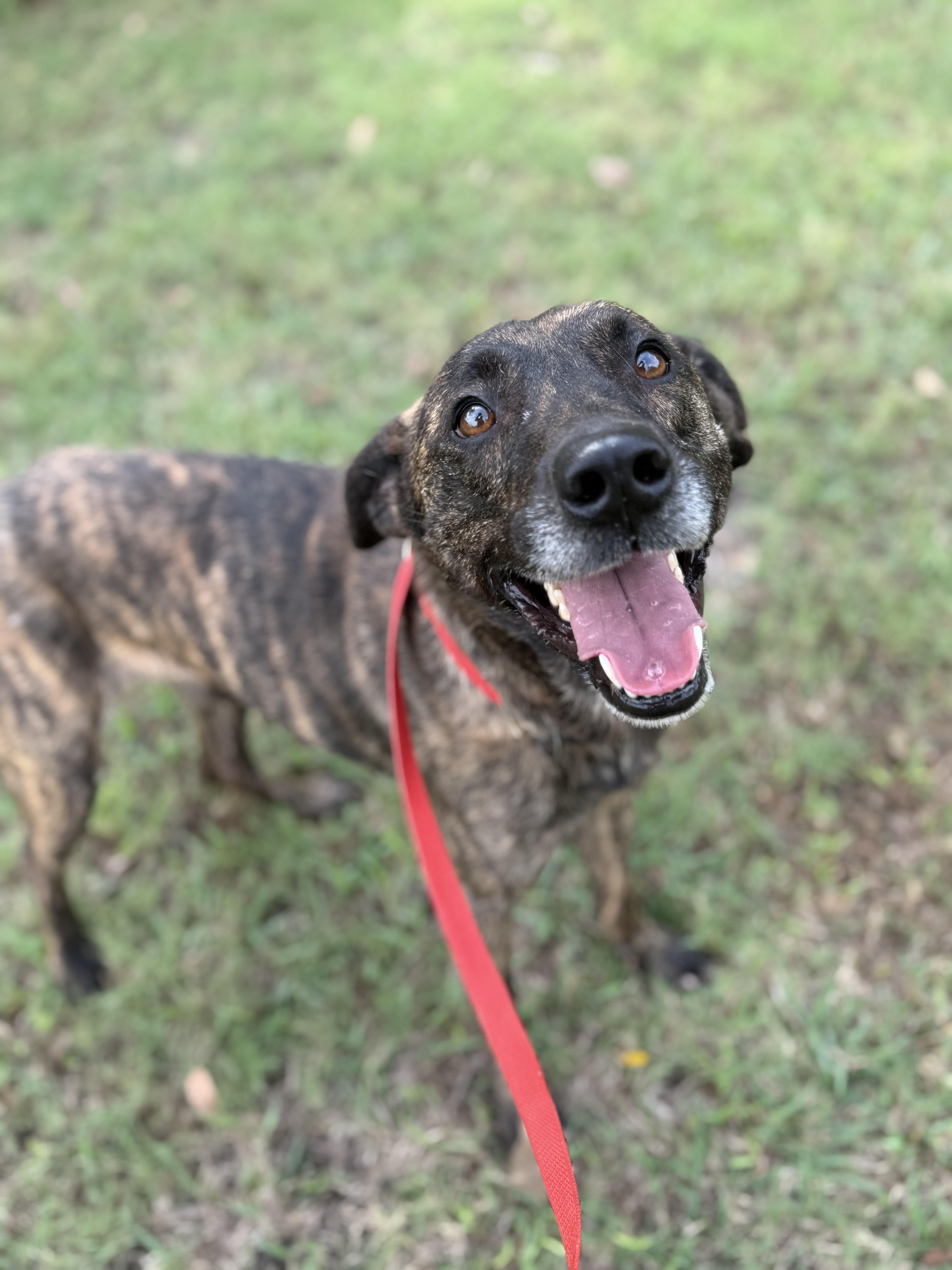 Enlarge Buster, a Adoptable mixed breed in Sherman, TX image 3/6