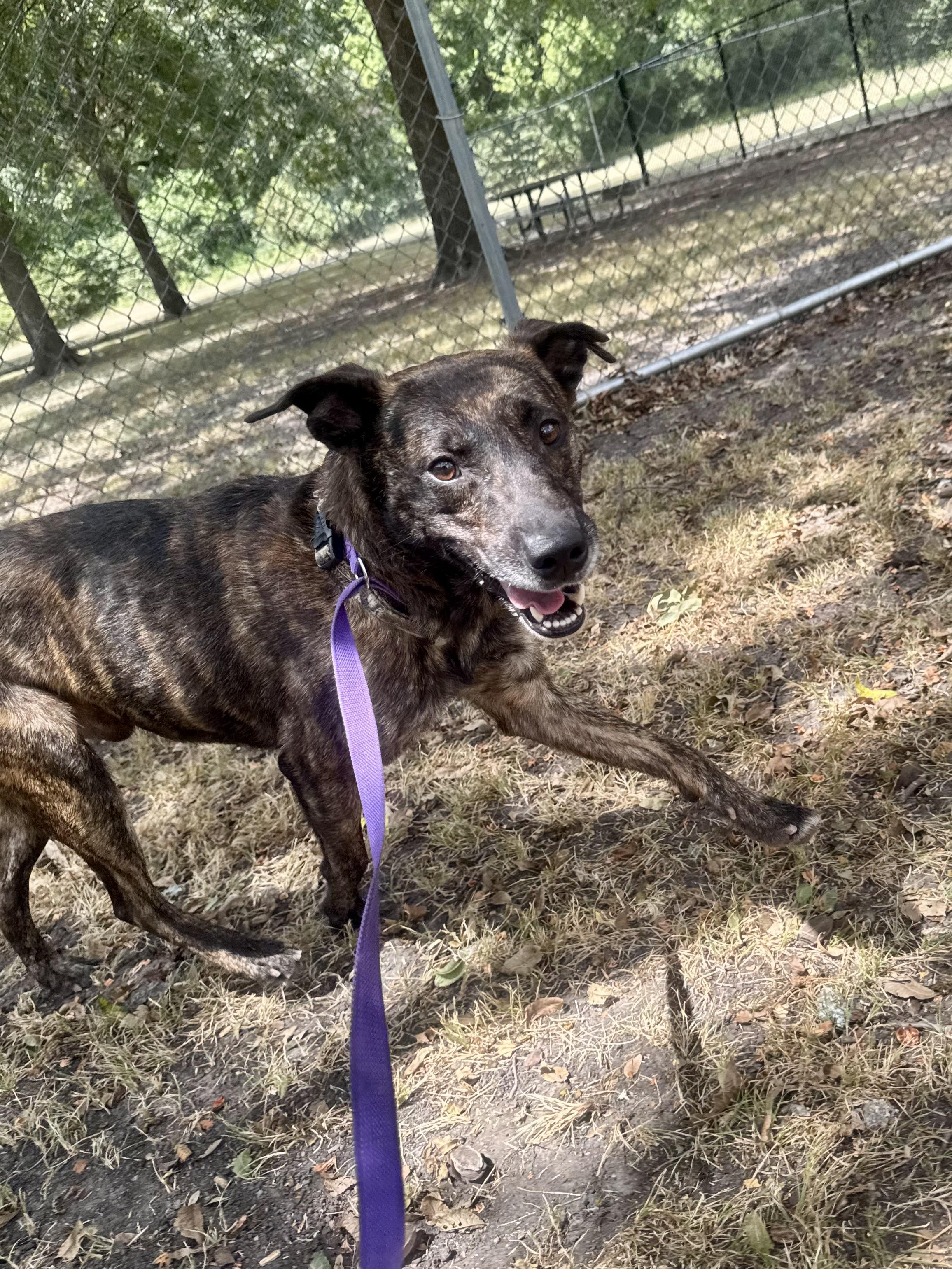 Buster, a ADOPTABLE mixed breed in Sherman, TX image 2/4