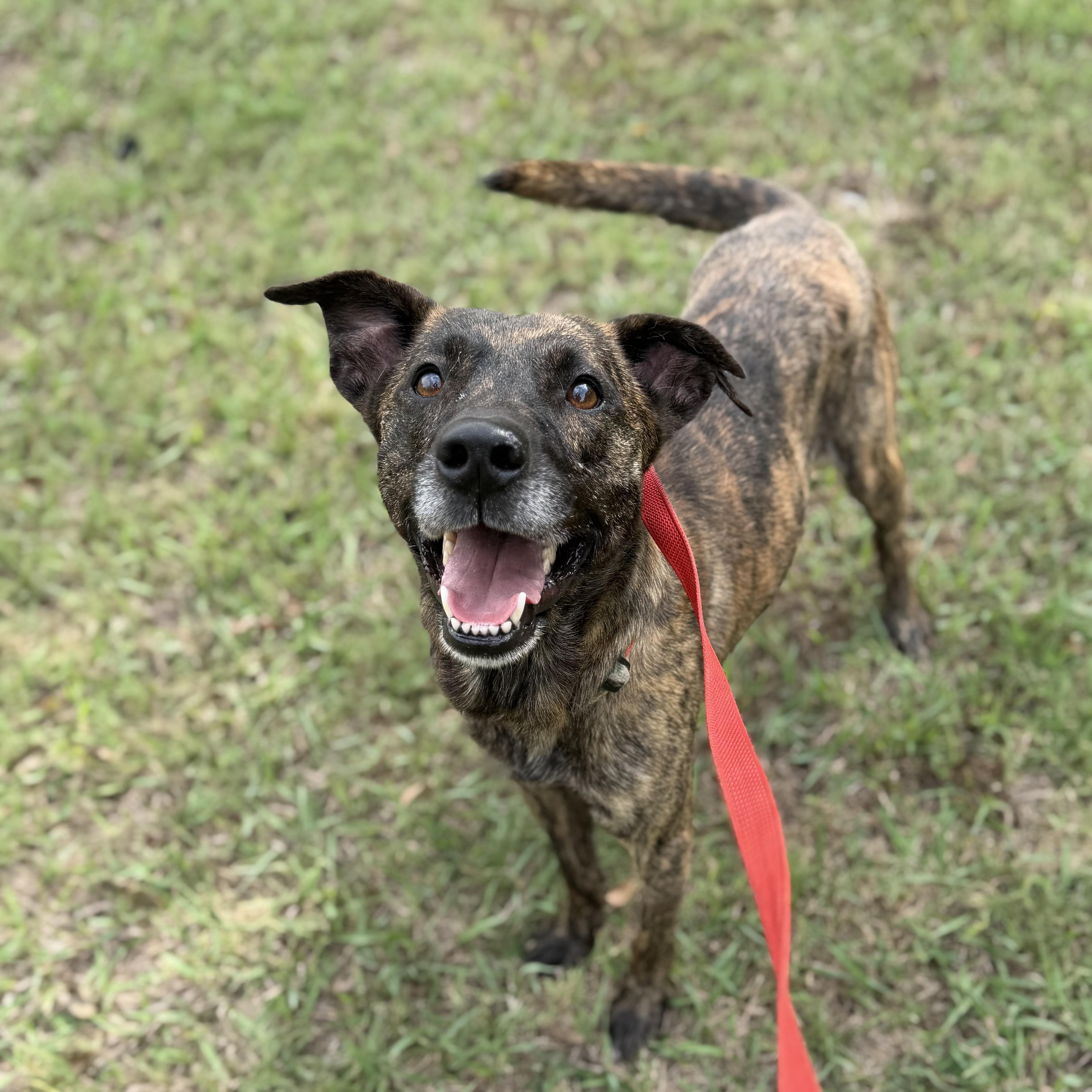 Buster, Adoptable, Adult Male Dutch Shepherd.