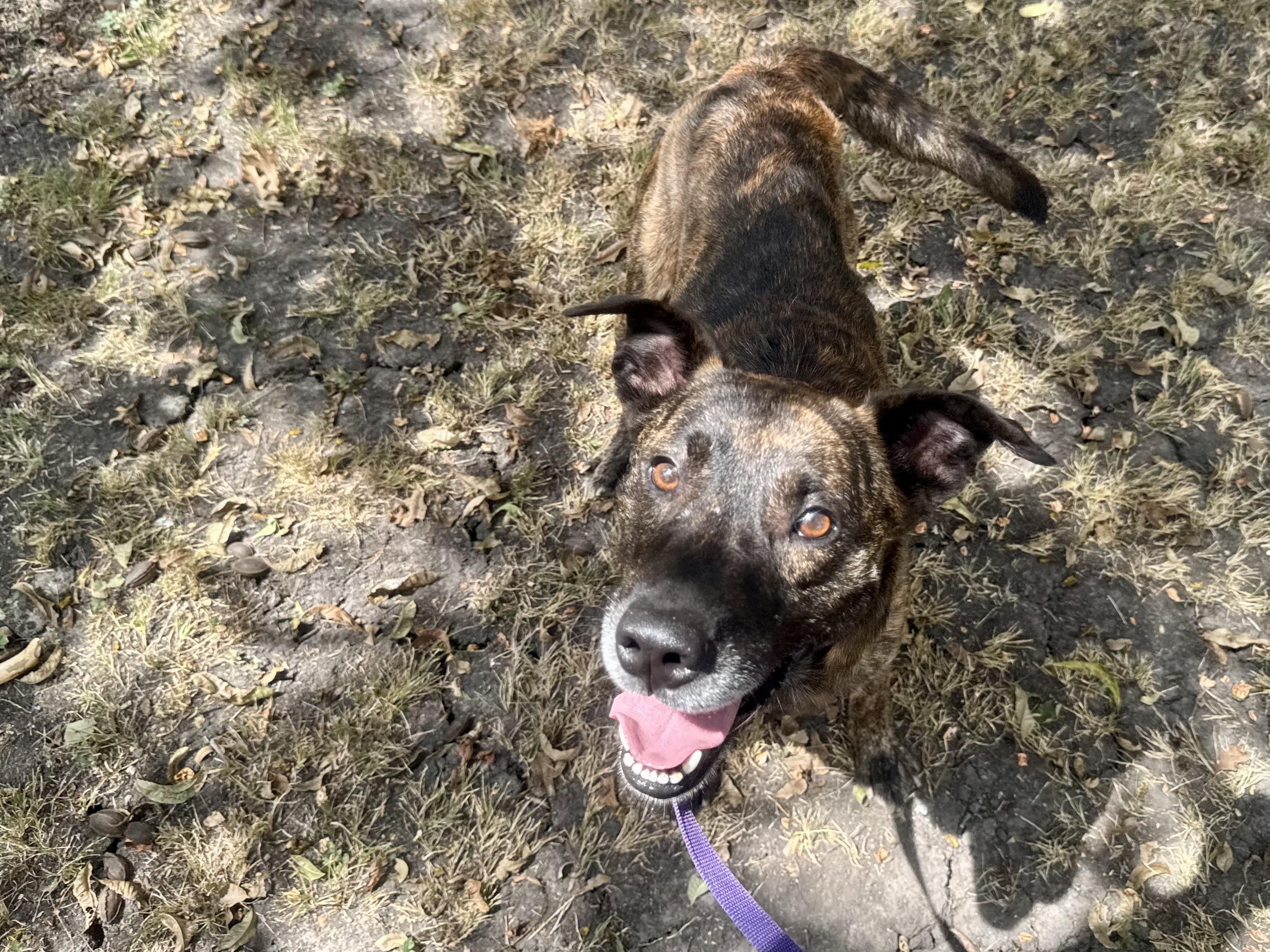 Buster, ADOPTABLE, Adult Male Dutch Shepherd.