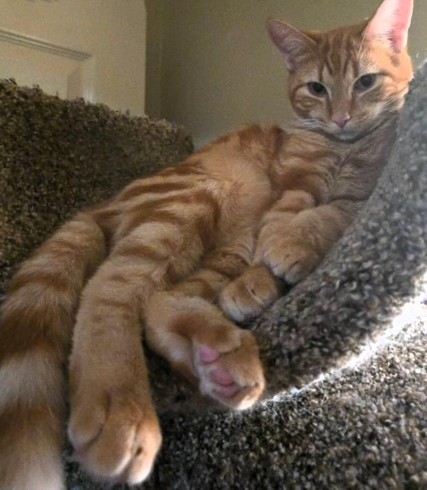 Enlarge Wally, a Adoptable Domestic Short Hair in Chino valley, AZ image 2/3