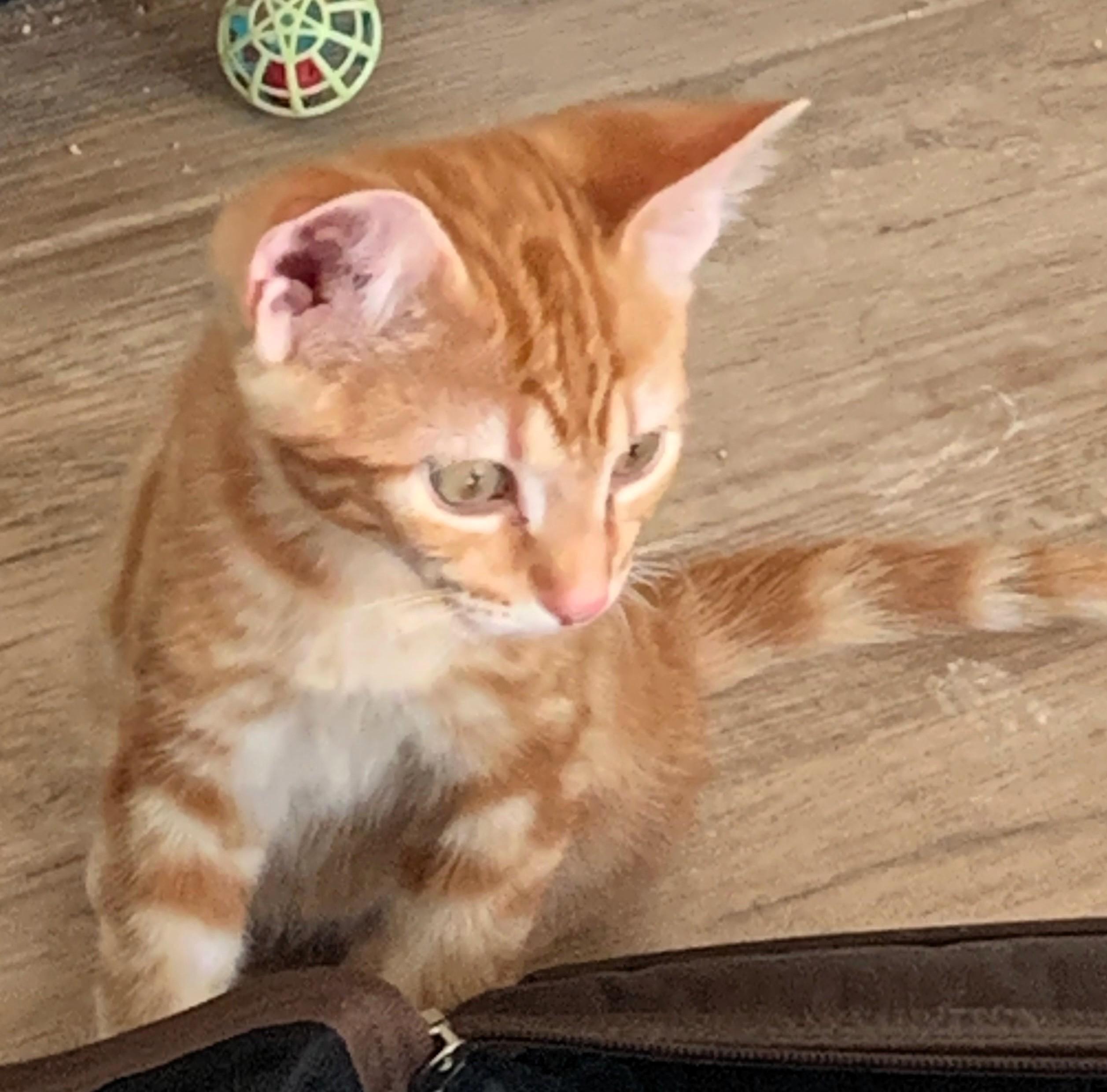 Wally, a Adoptable Domestic Short Hair in Chino valley, AZ image 2/2