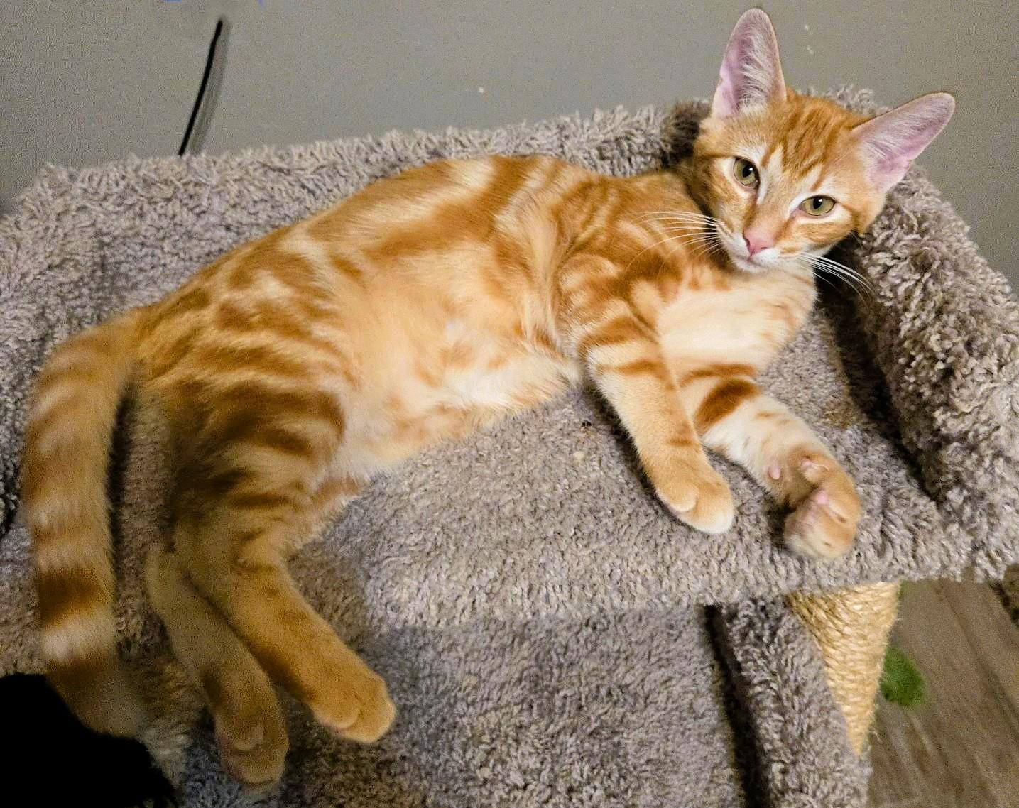 Wally, Adoptable, Kitten Male Domestic Short Hair.