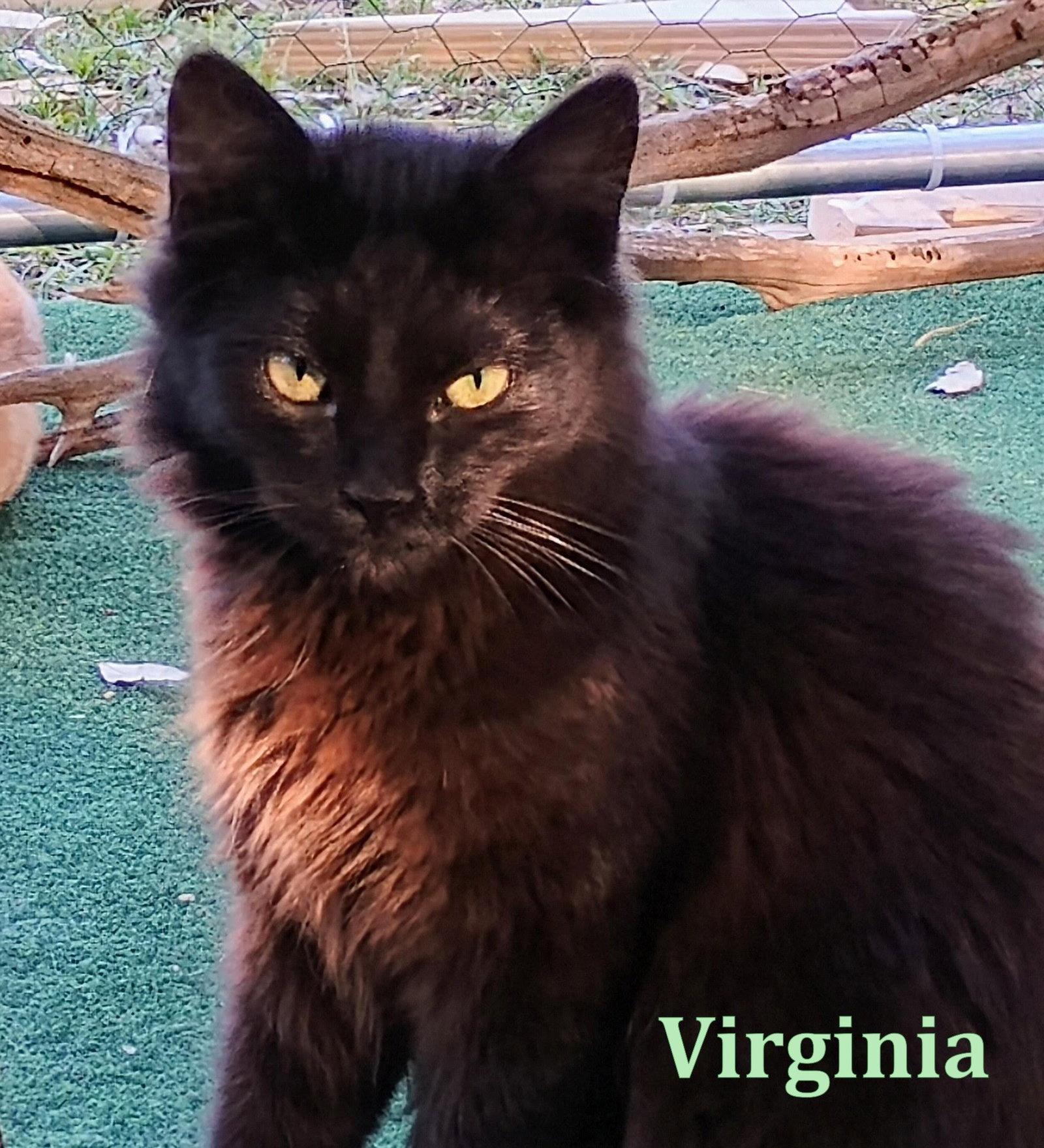 Virginia, Adopted, Young Female Domestic Long Hair.