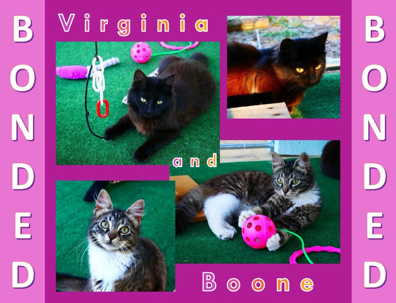 Virginia, a Adopted Domestic Long Hair in Pensacola, FL image 2/3