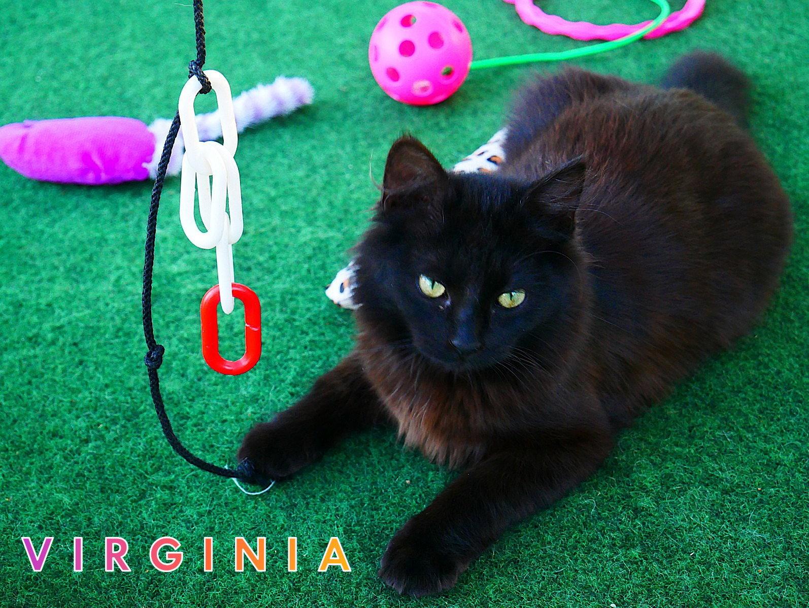 Virginia, a Adopted Domestic Long Hair in Pensacola, FL image 3/3