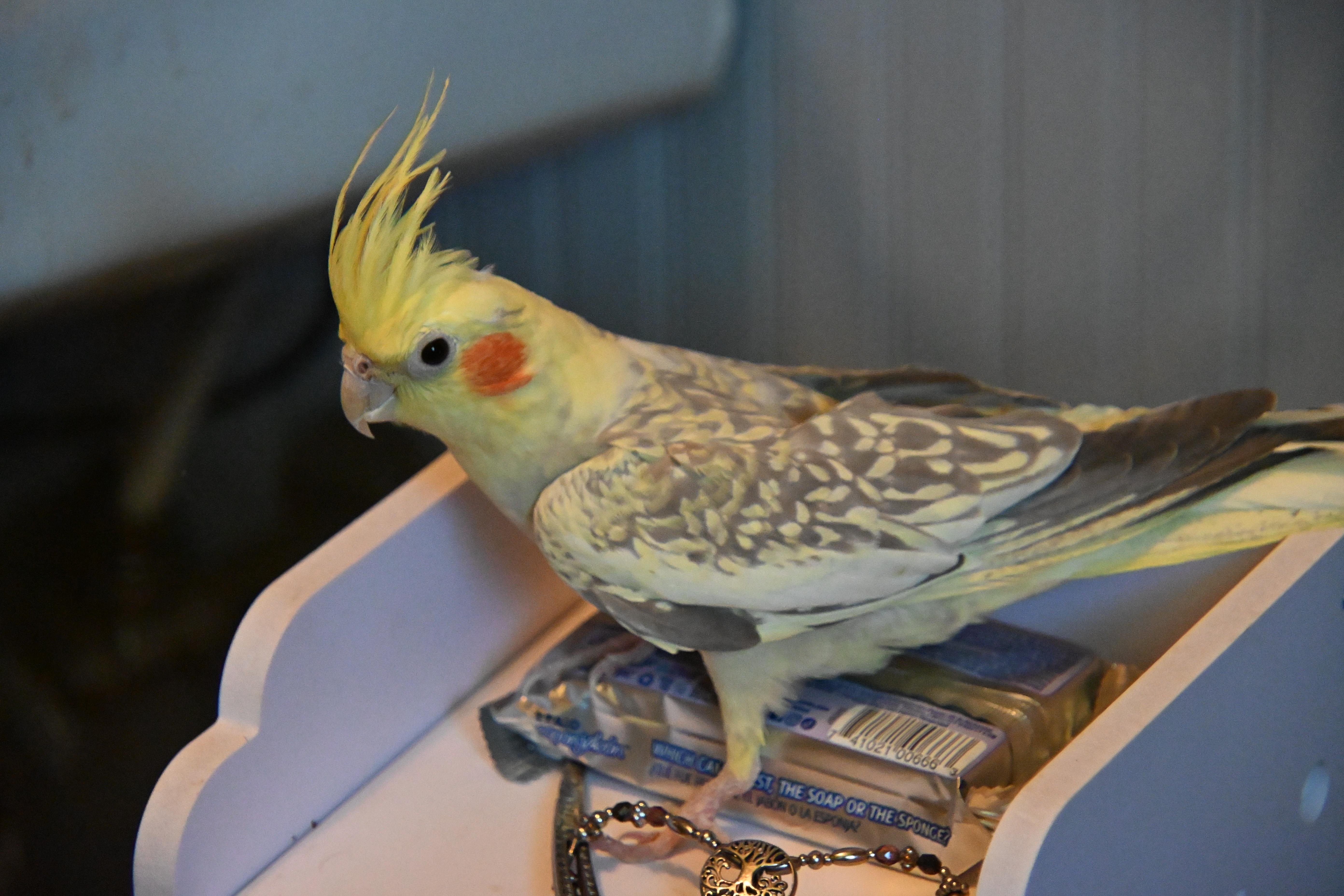 Enlarge Marbel, a ADOPTABLE Cockatiel in South Bend, IN image 5/6