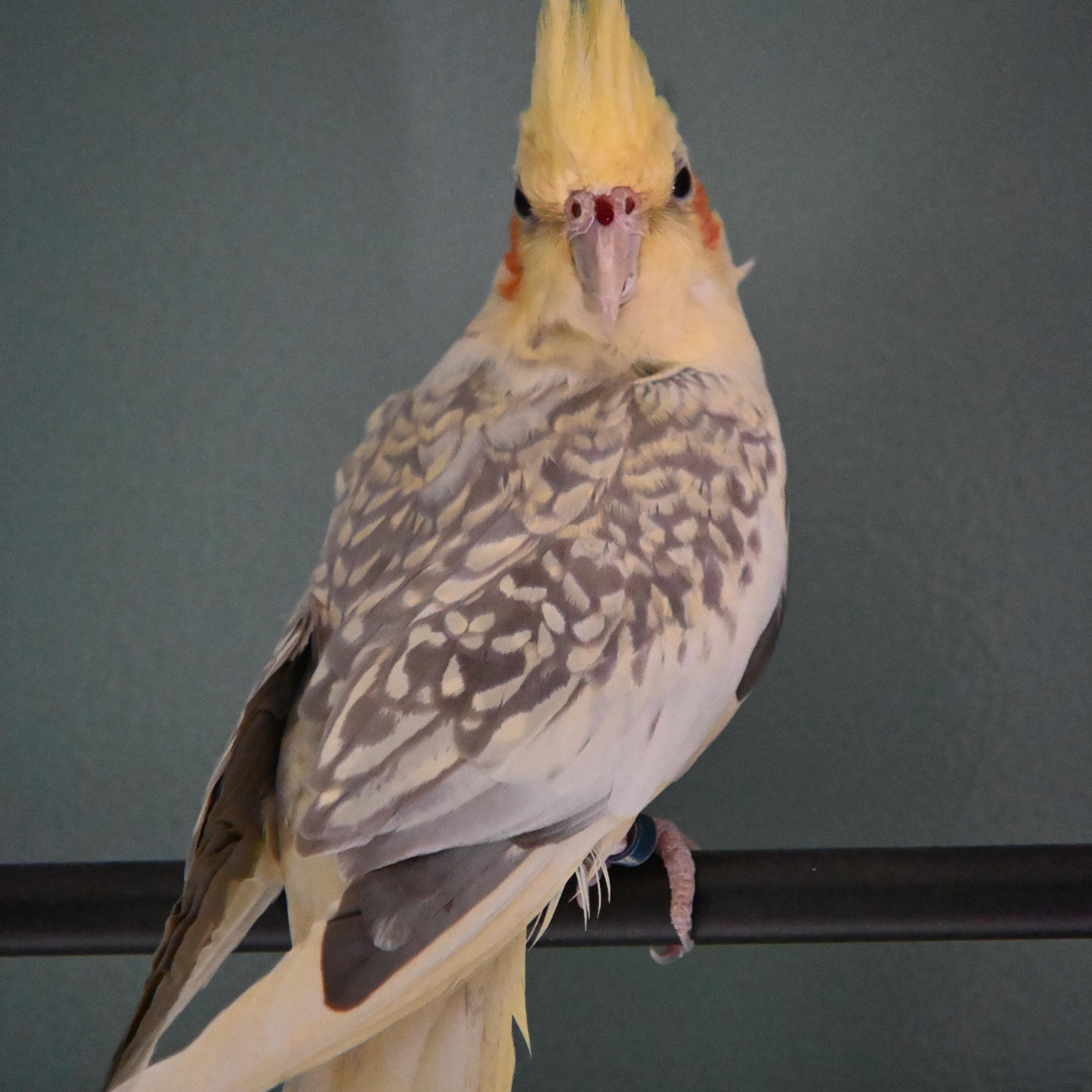 Enlarge Marbel, a ADOPTABLE Cockatiel in South Bend, IN image 3/6