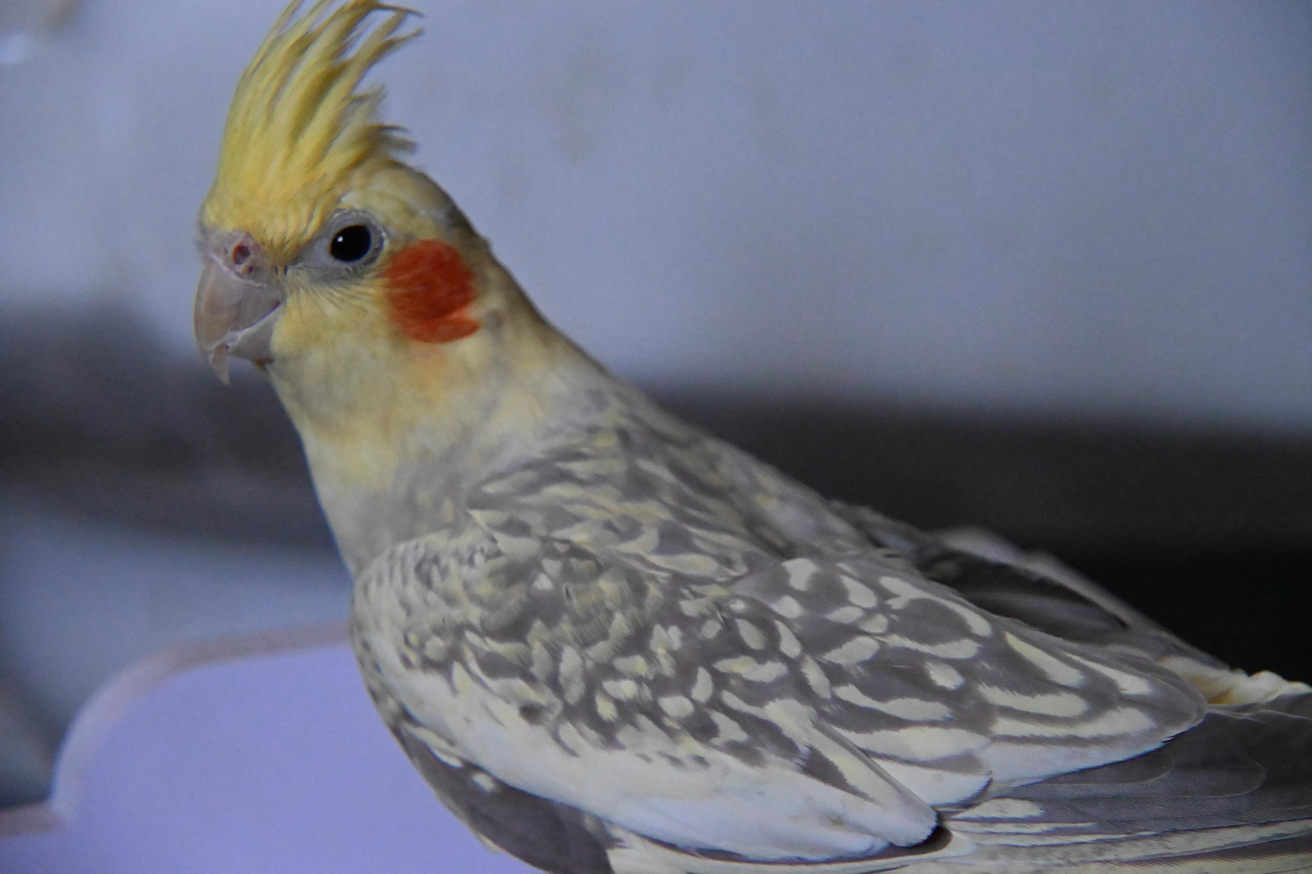 Enlarge Marbel, a ADOPTABLE Cockatiel in South Bend, IN image 4/6