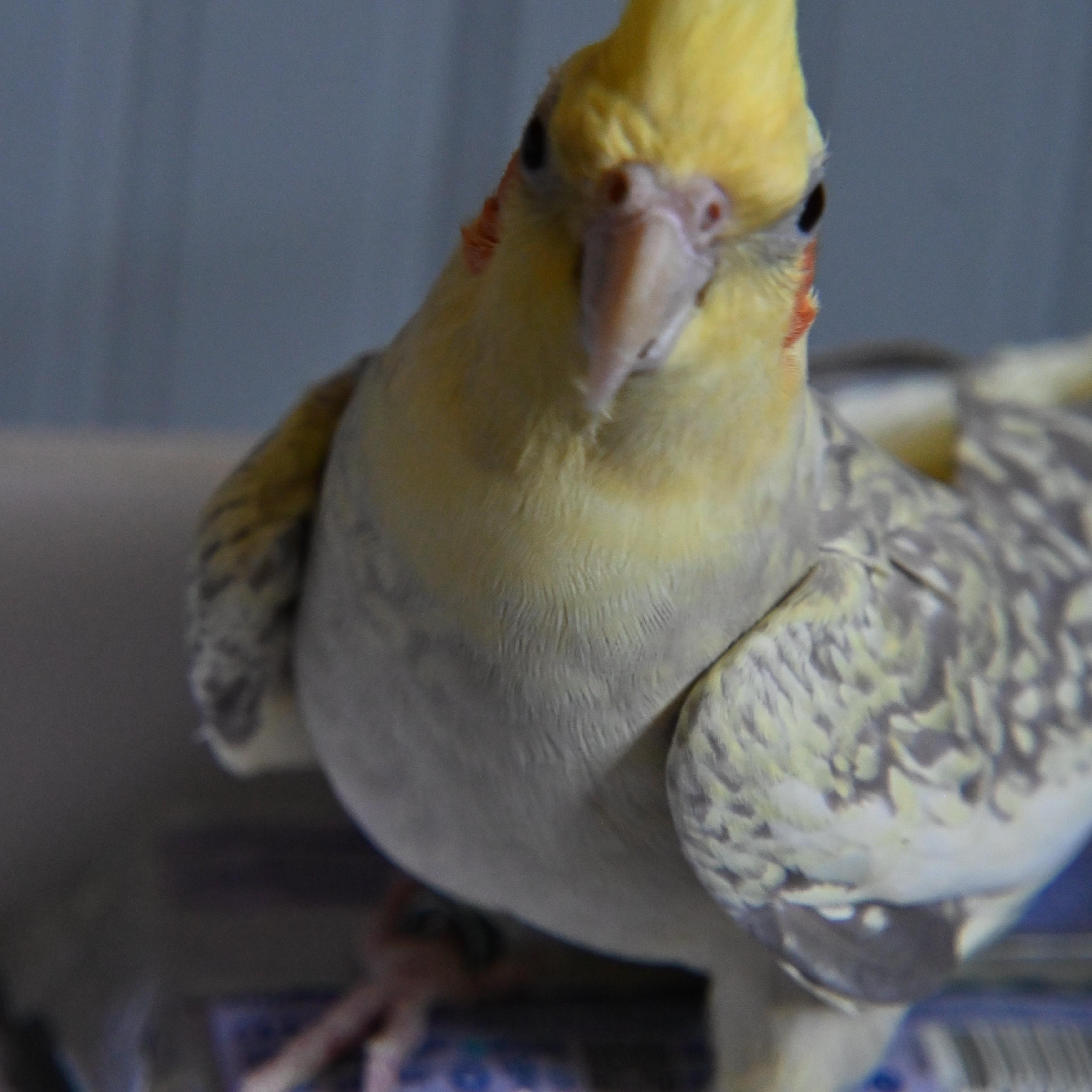 Enlarge Marbel, a ADOPTABLE Cockatiel in South Bend, IN image 2/6