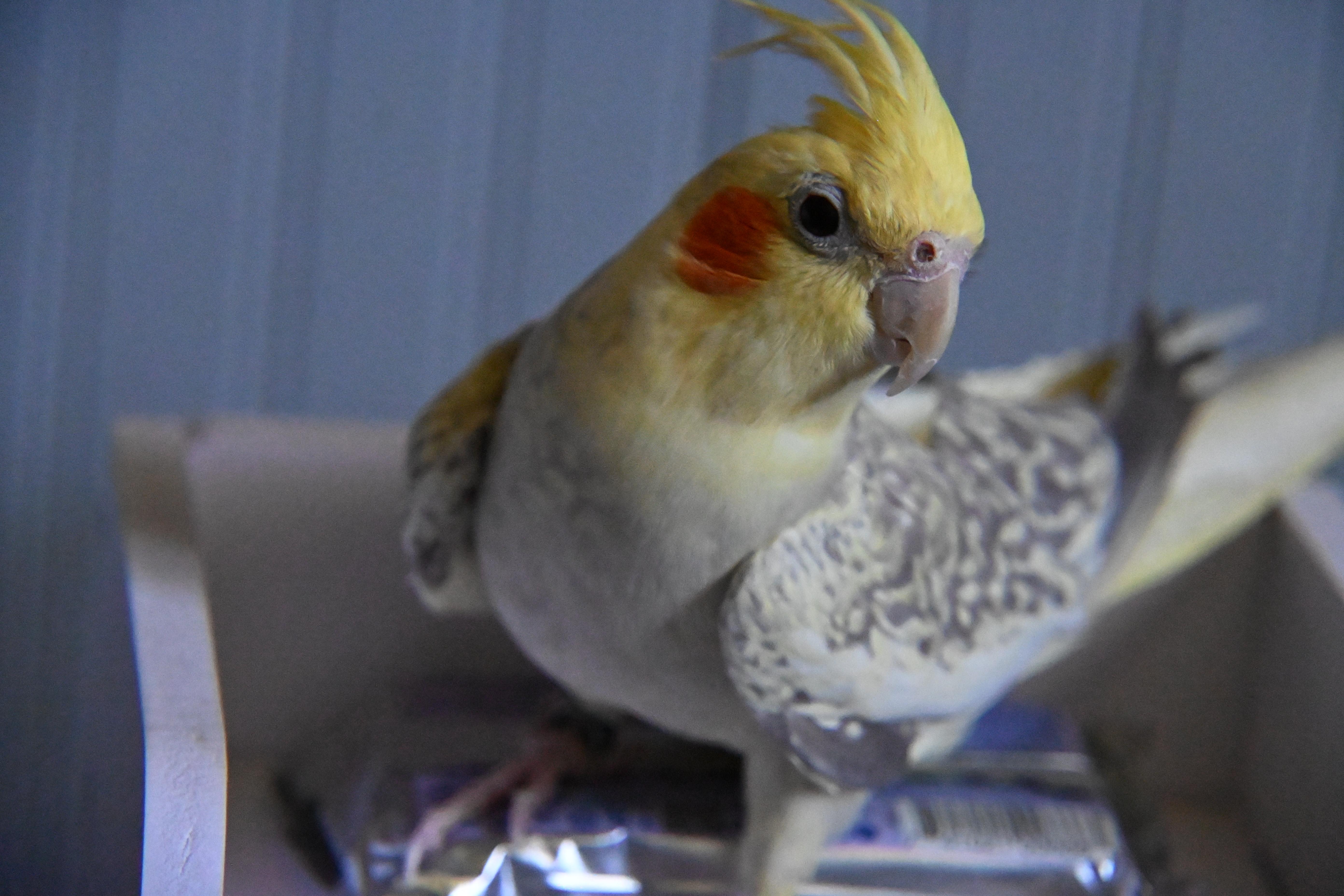 Enlarge Marbel, a ADOPTABLE Cockatiel in South Bend, IN image 1/6