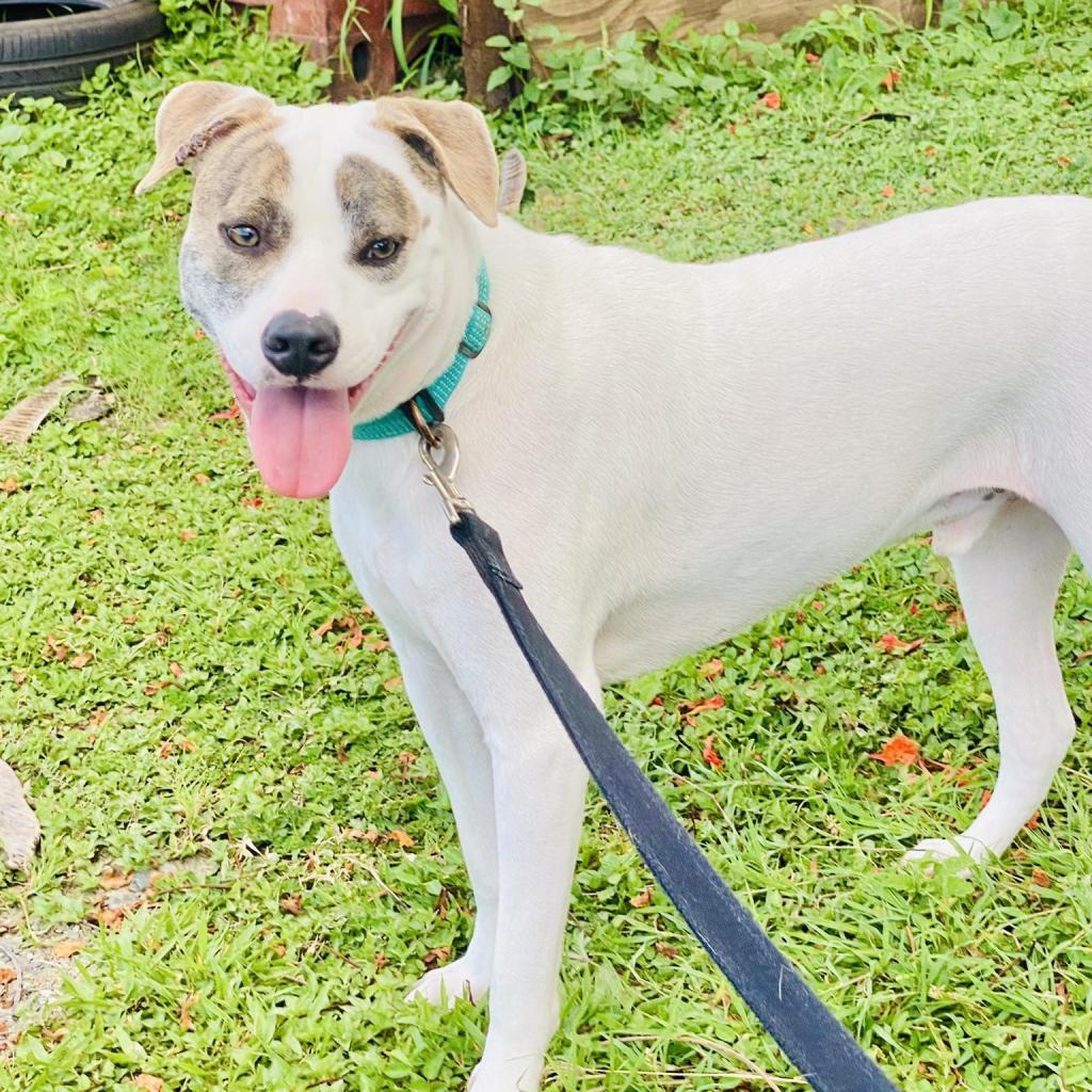 T-Boz, a Adoptable Mixed Breed in Frederiksted, VI image 1/6