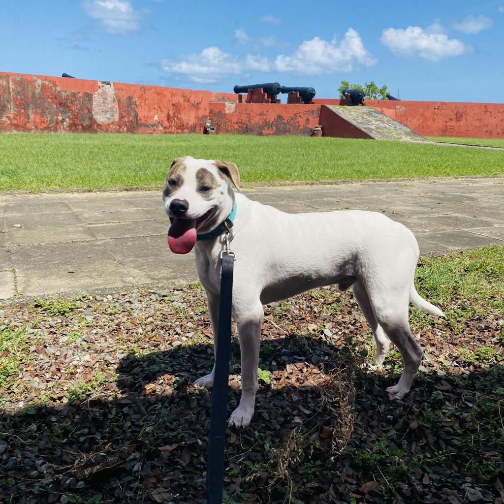 T-Boz, a Adoptable Mixed Breed in Frederiksted, VI image 2/6