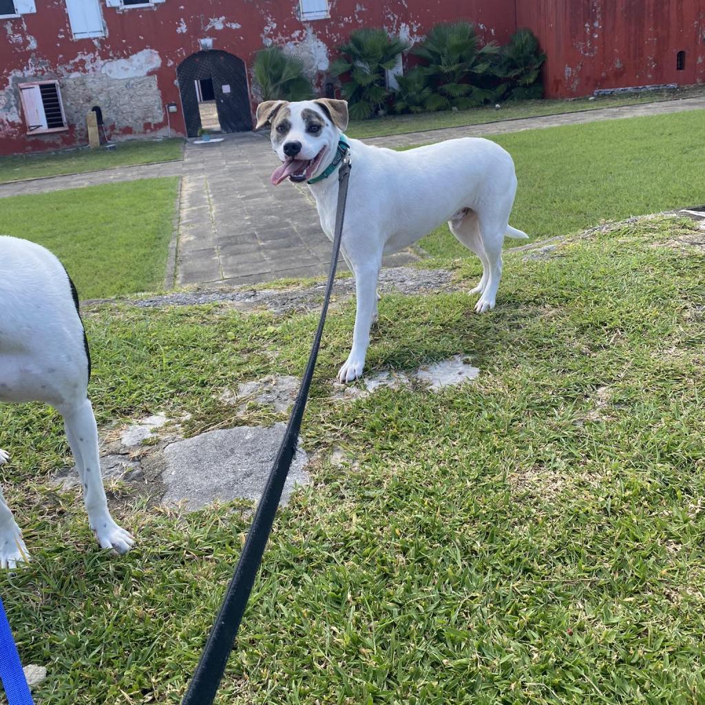 T-Boz, a Adoptable Mixed Breed in Frederiksted, VI image 3/6