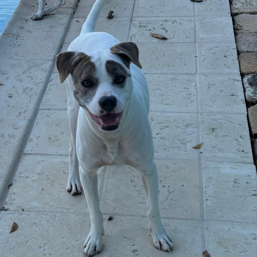 T-Boz, a Adoptable Mixed Breed in Frederiksted, VI image 5/6