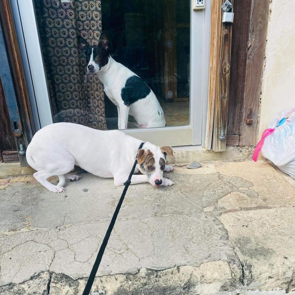T-Boz, a Adoptable Mixed Breed in Frederiksted, VI image 6/6