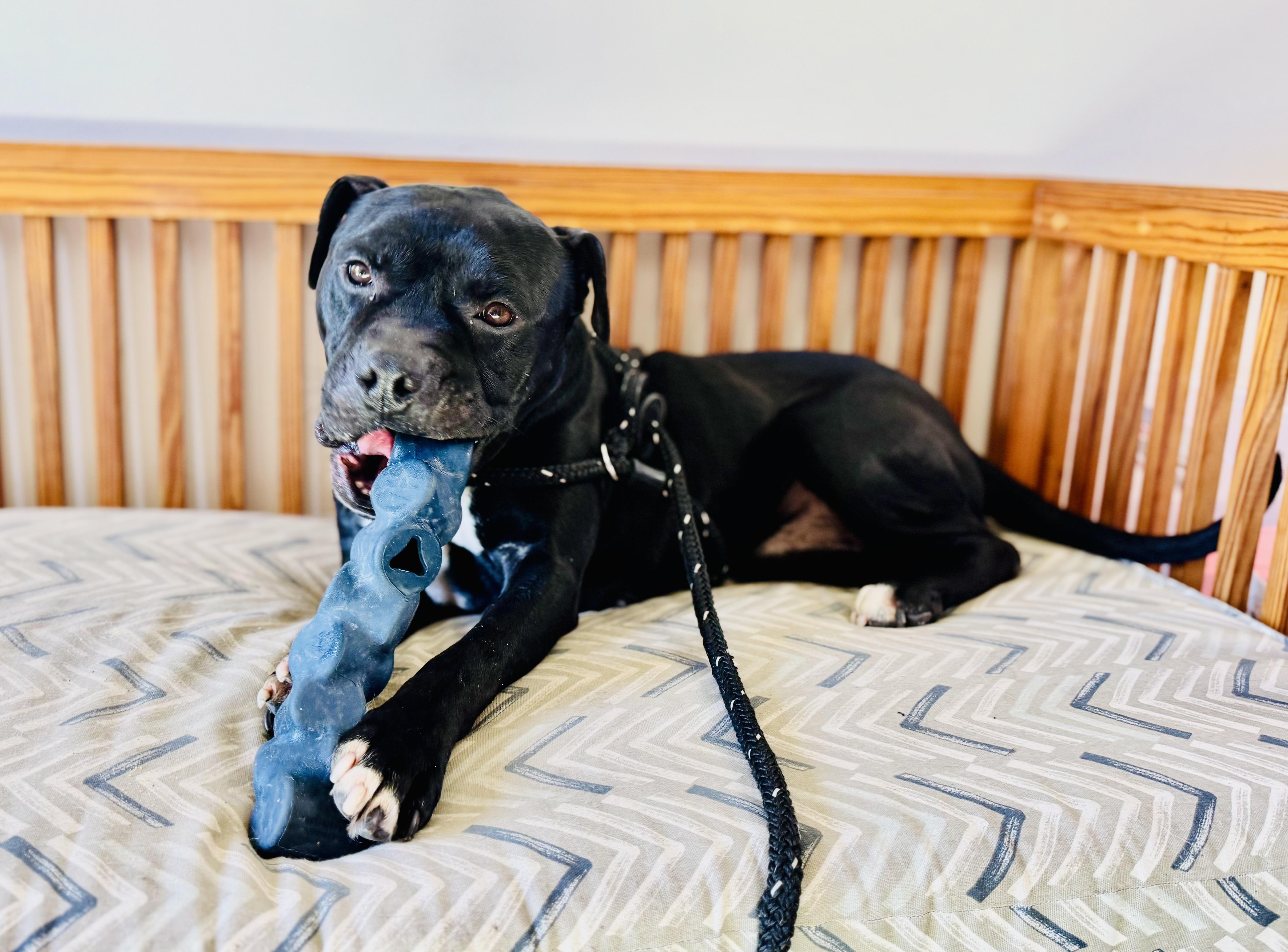 Asher , ADOPTABLE, Adult Male Mixed Breed.