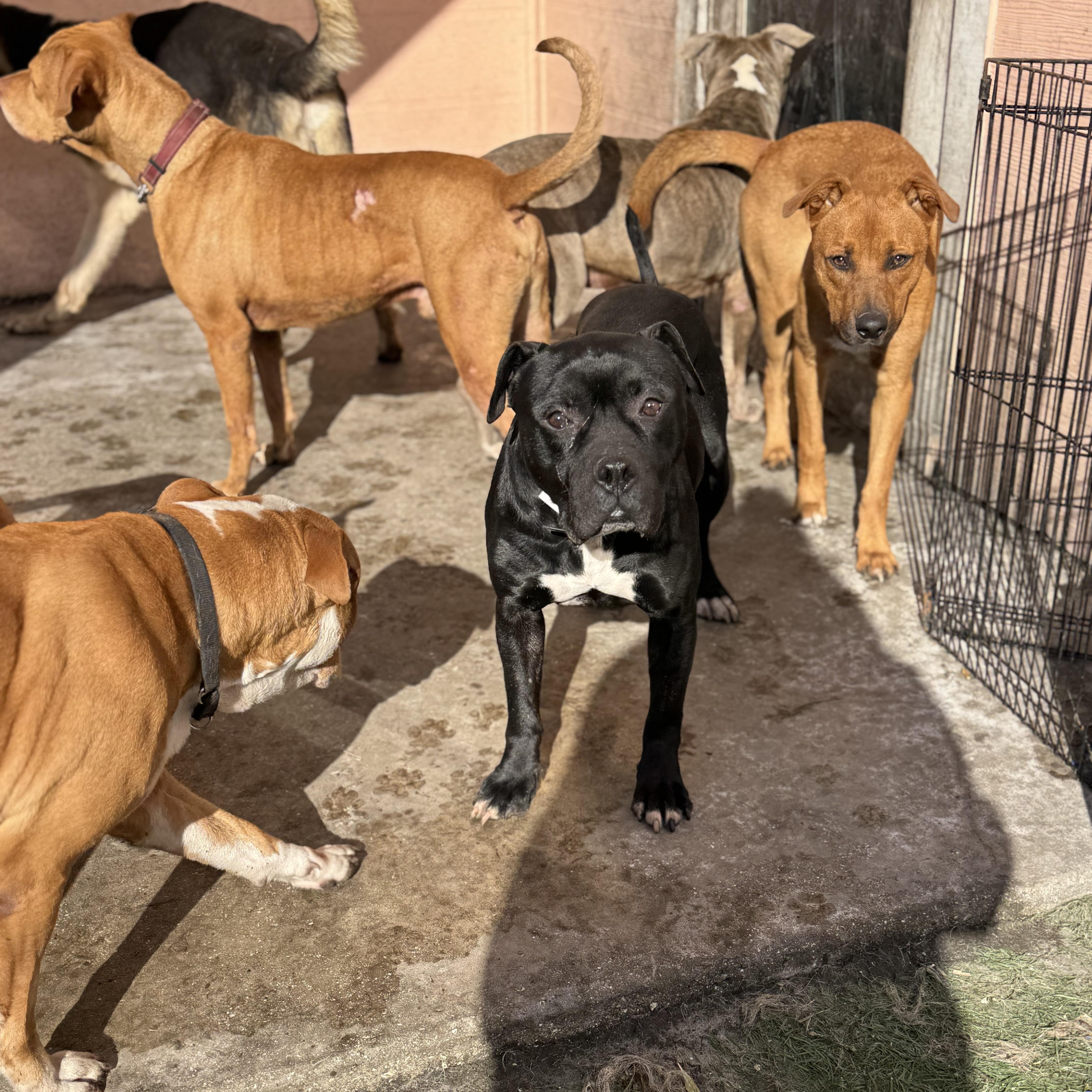 Asher , a ADOPTABLE Mixed Breed in Palm City, FL image 3/3