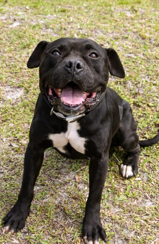 Enlarge Asher , a ADOPTABLE Mixed Breed in Palm City, FL image 2/5
