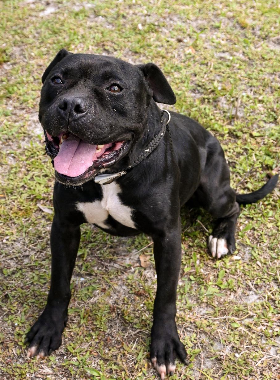 Enlarge Asher , a ADOPTABLE Mixed Breed in Palm City, FL image 1/5