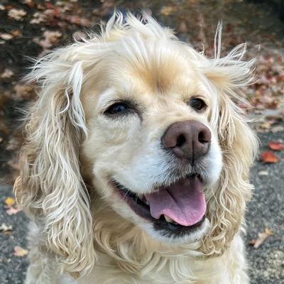 Loki, Adoptable, Adult Male Cocker Spaniel.