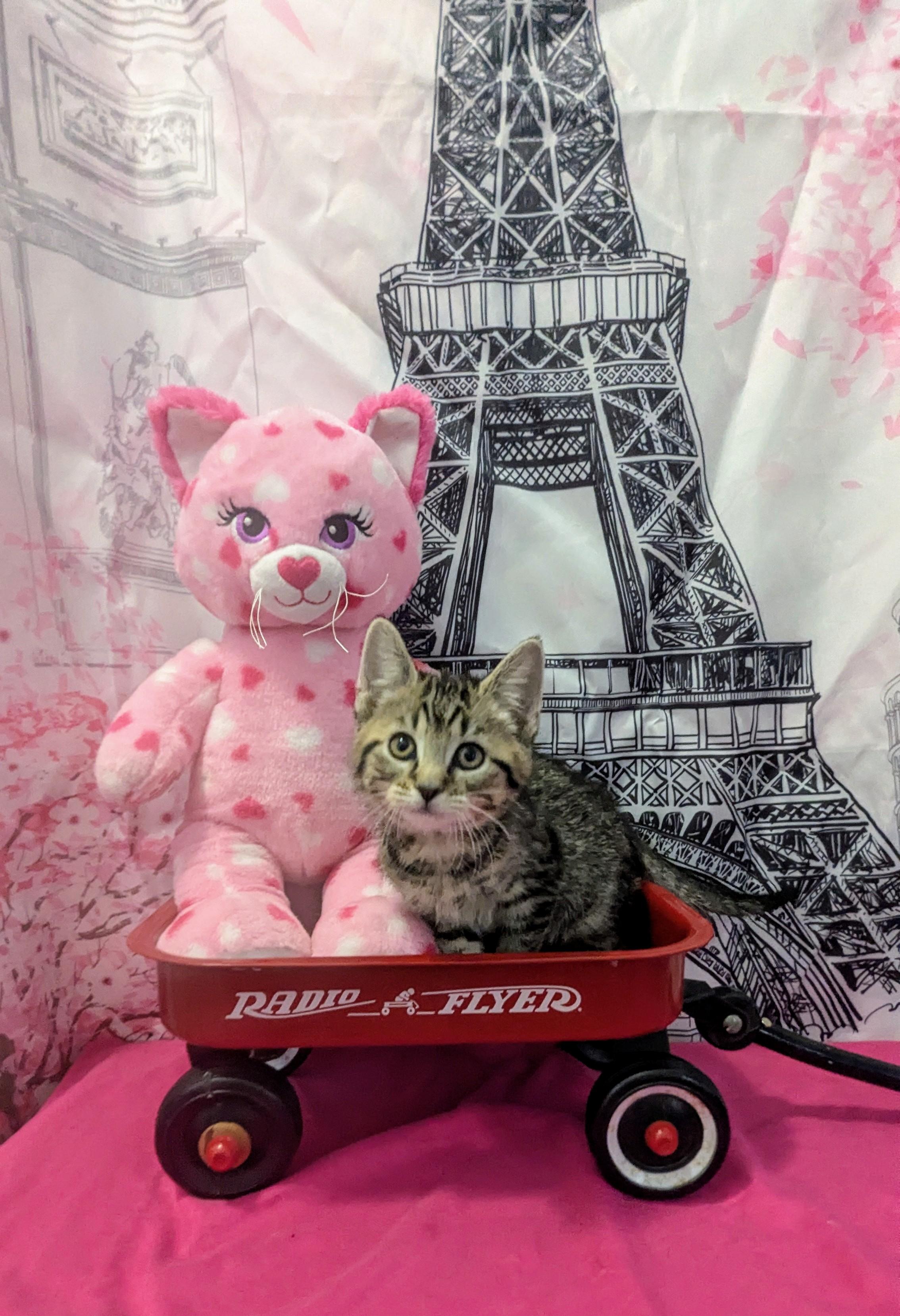 Enlarge Toast, an adopted Domestic Short Hair in Chesapeake Beach, MD image 2/2