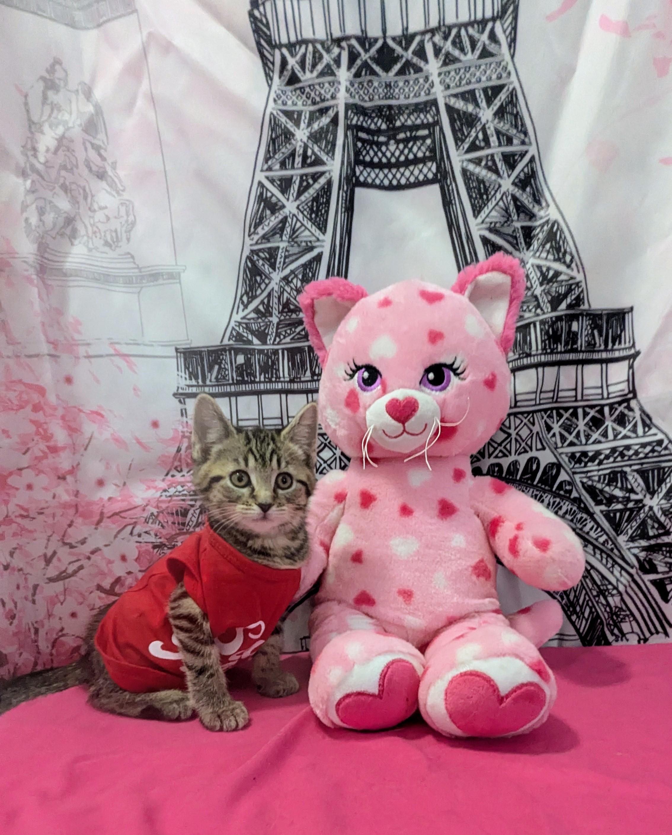 Toast, adopted, Kitten Male Domestic Short Hair.