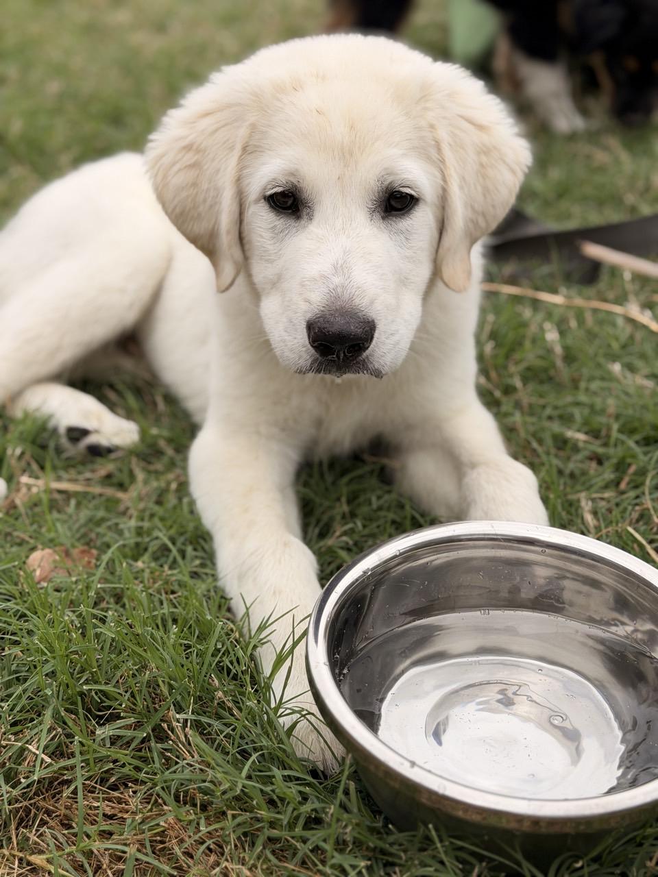 Enlarge Little John, a Adoptable Great Pyrenees in Mansfield, TX image 1/4