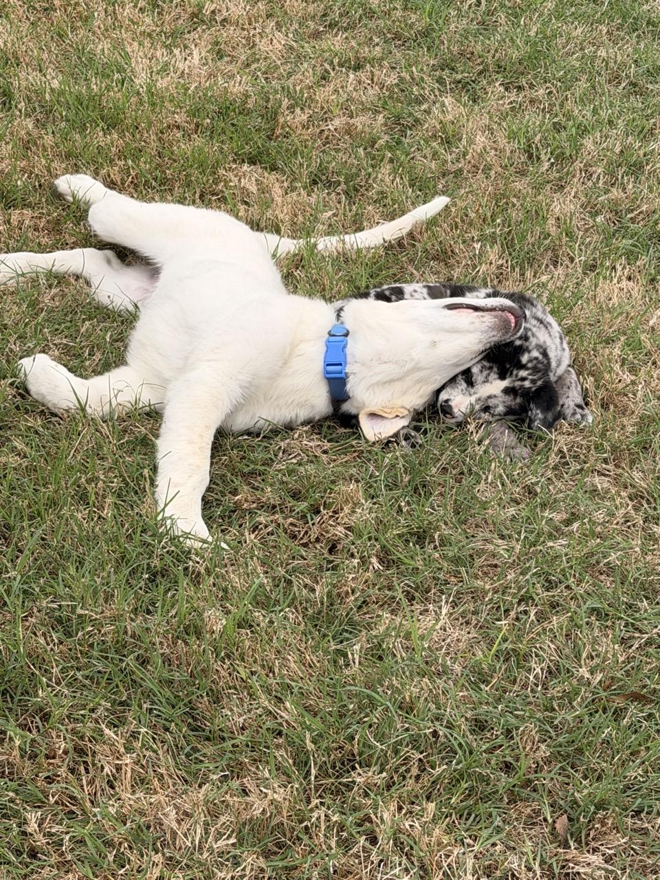 Enlarge Little John, a Adoptable Great Pyrenees in Mansfield, TX image 2/4