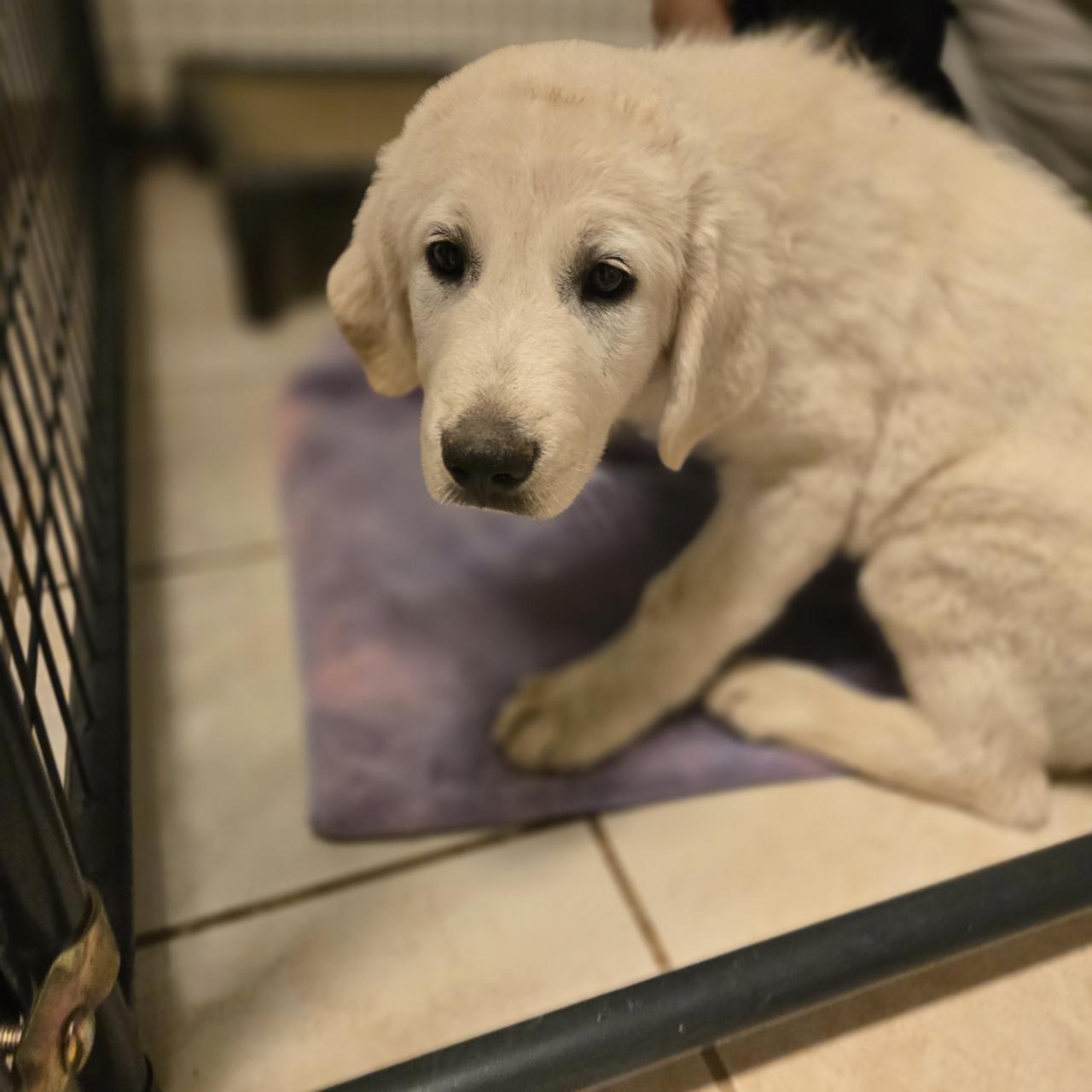 Enlarge Little John, a Adoptable Great Pyrenees in Mansfield, TX image 4/4