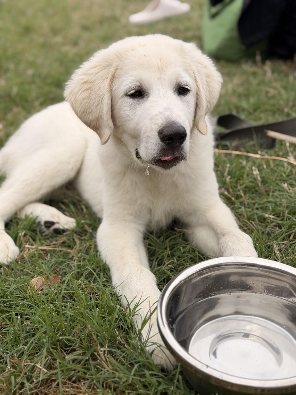 Enlarge Little John, a Adoptable Great Pyrenees in Mansfield, TX image 3/4