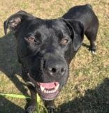 Kamon, an adopted mixed breed in Lansing, MI image 4/6