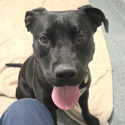 Kamon, an adopted mixed breed in Lansing, MI image 3/6